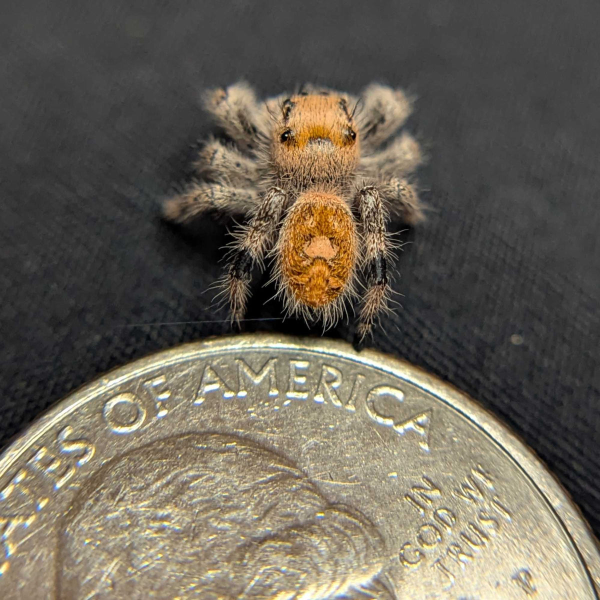 Regal Jumping Spider "Golden"