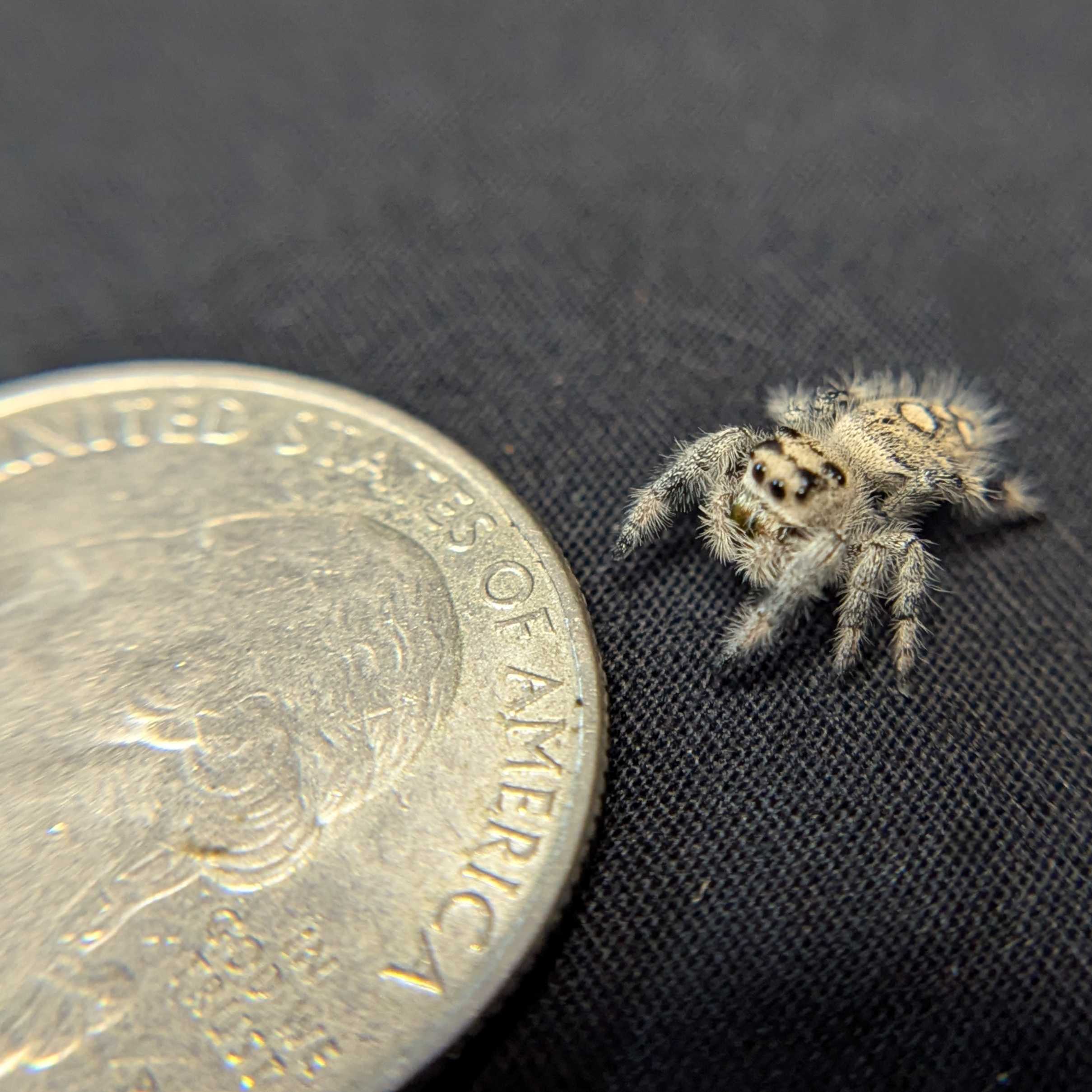 Regal Jumping Spider "Pinecone"