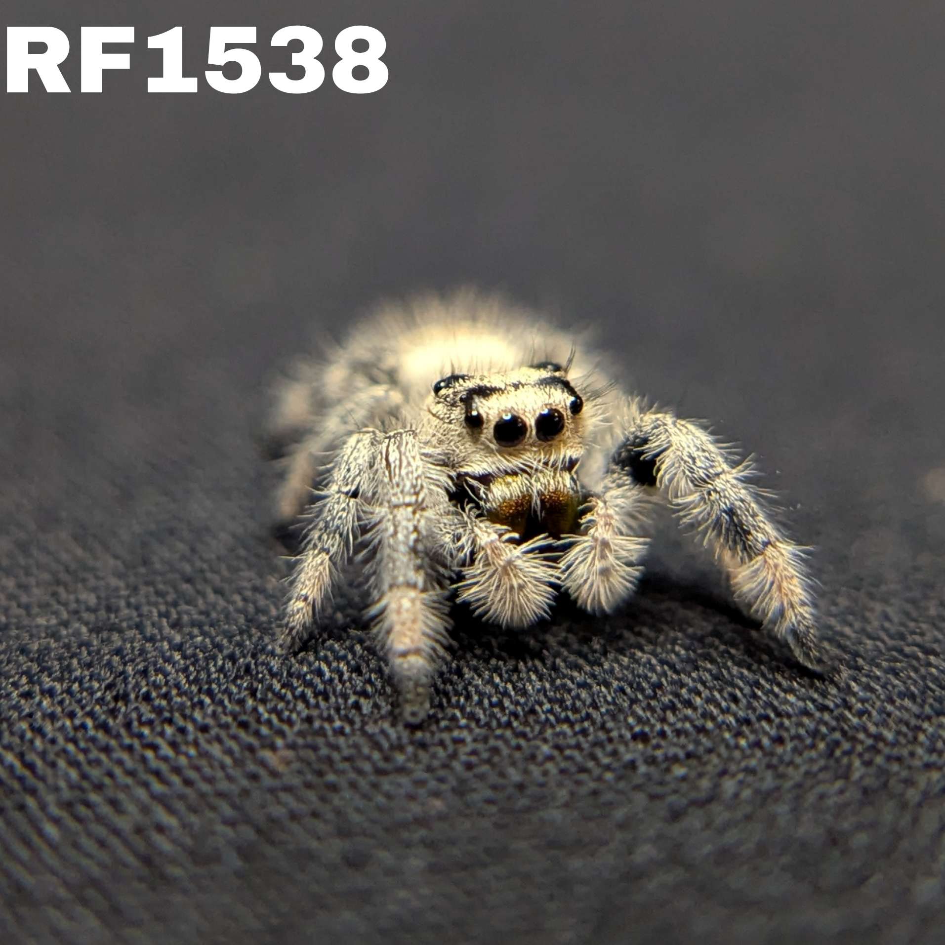 Regal Jumping Spider "Pinecone"