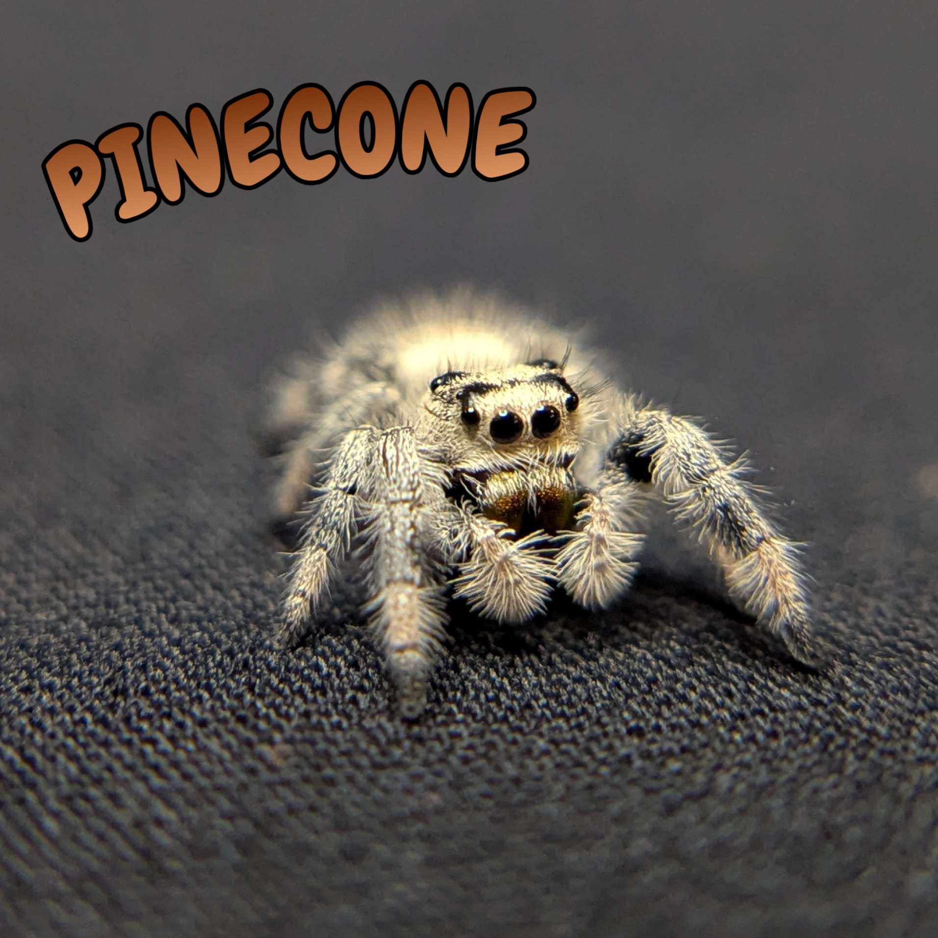 Regal Jumping Spider "Pinecone"