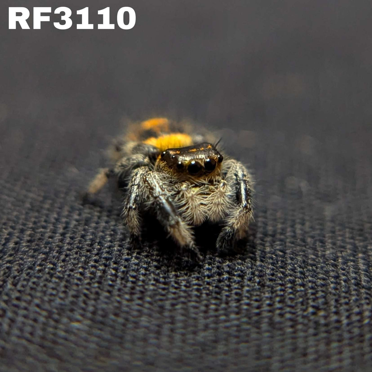 Regal Jumping Spider "Artemis"