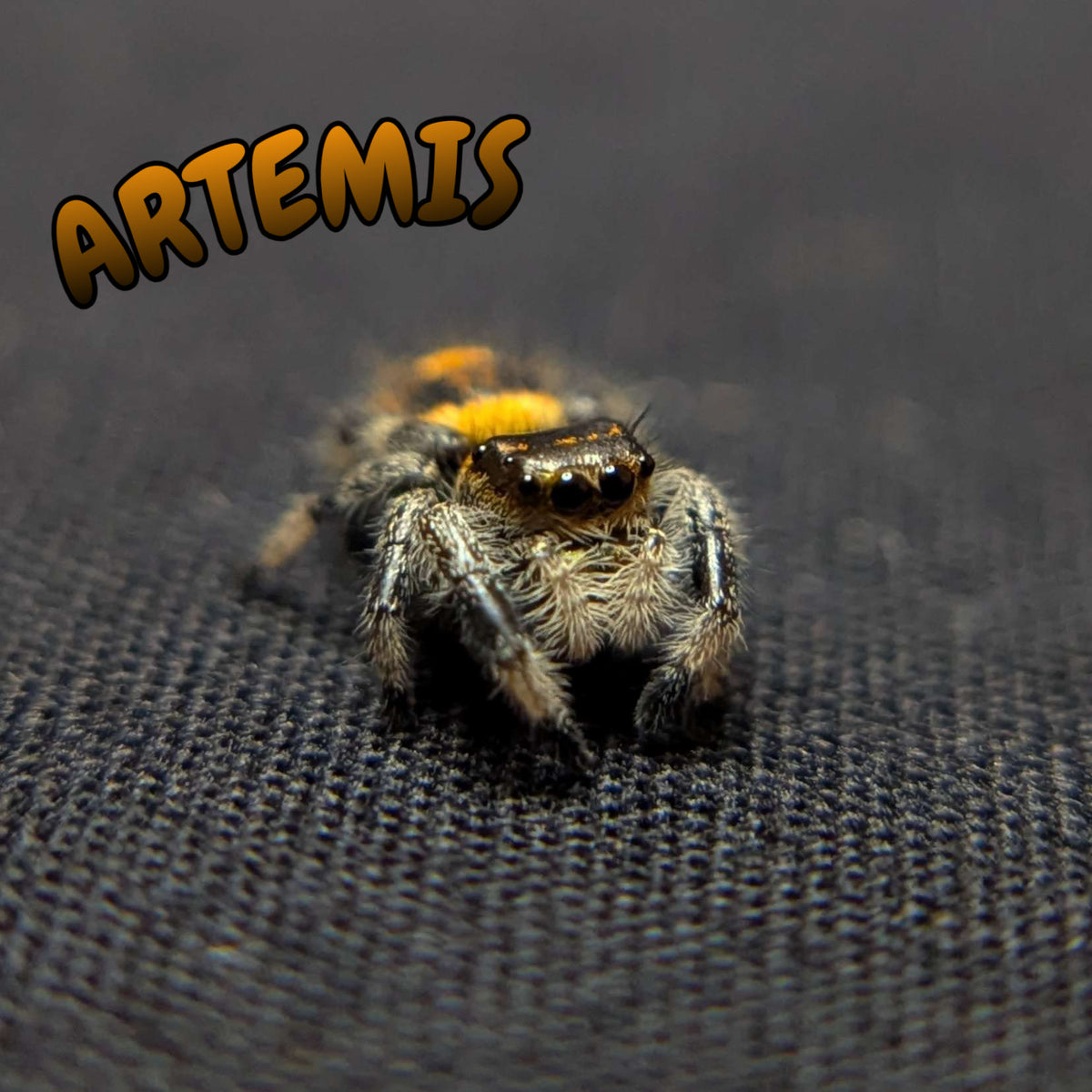 Regal Jumping Spider "Artemis"