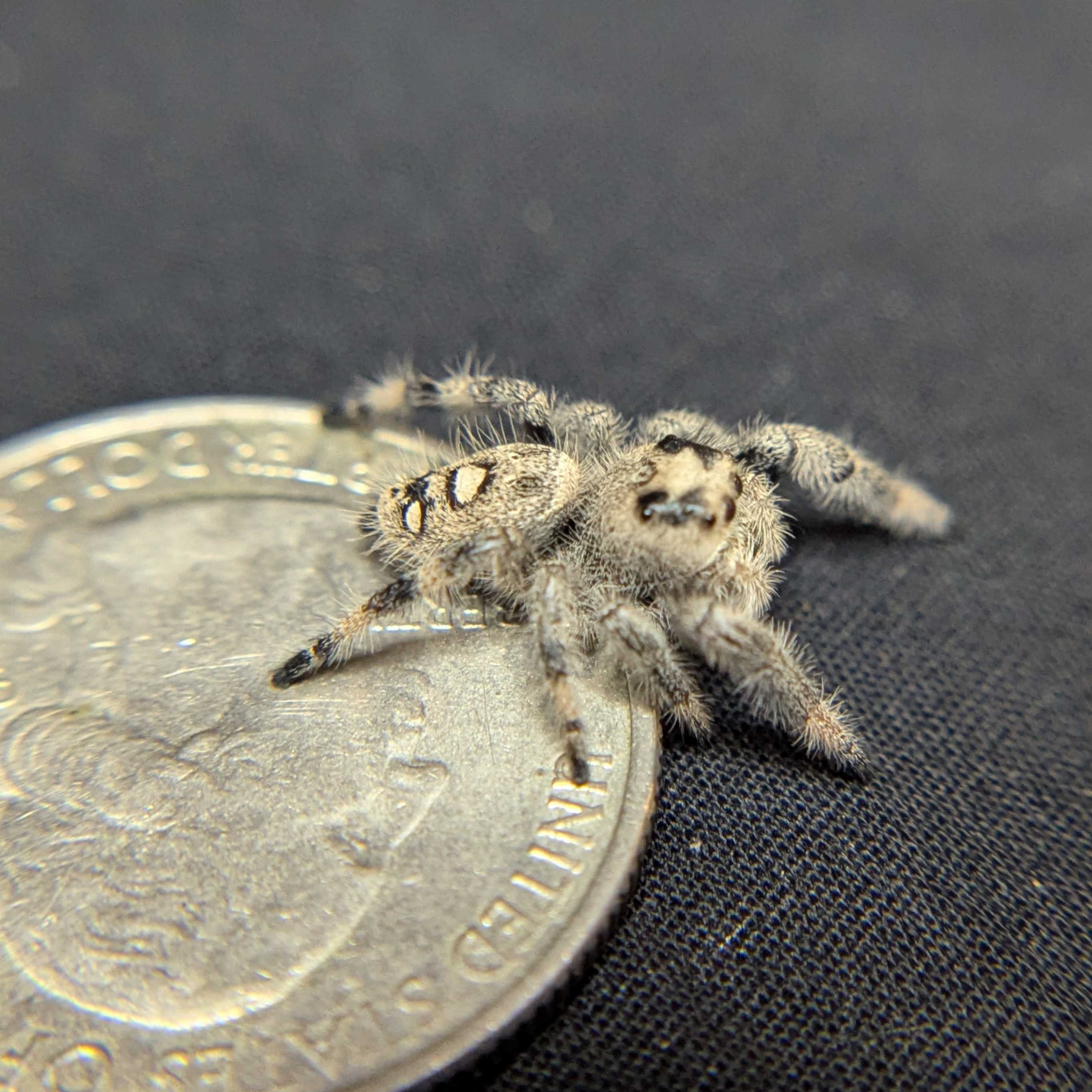 Regal Jumping Spider "Marshmellow"