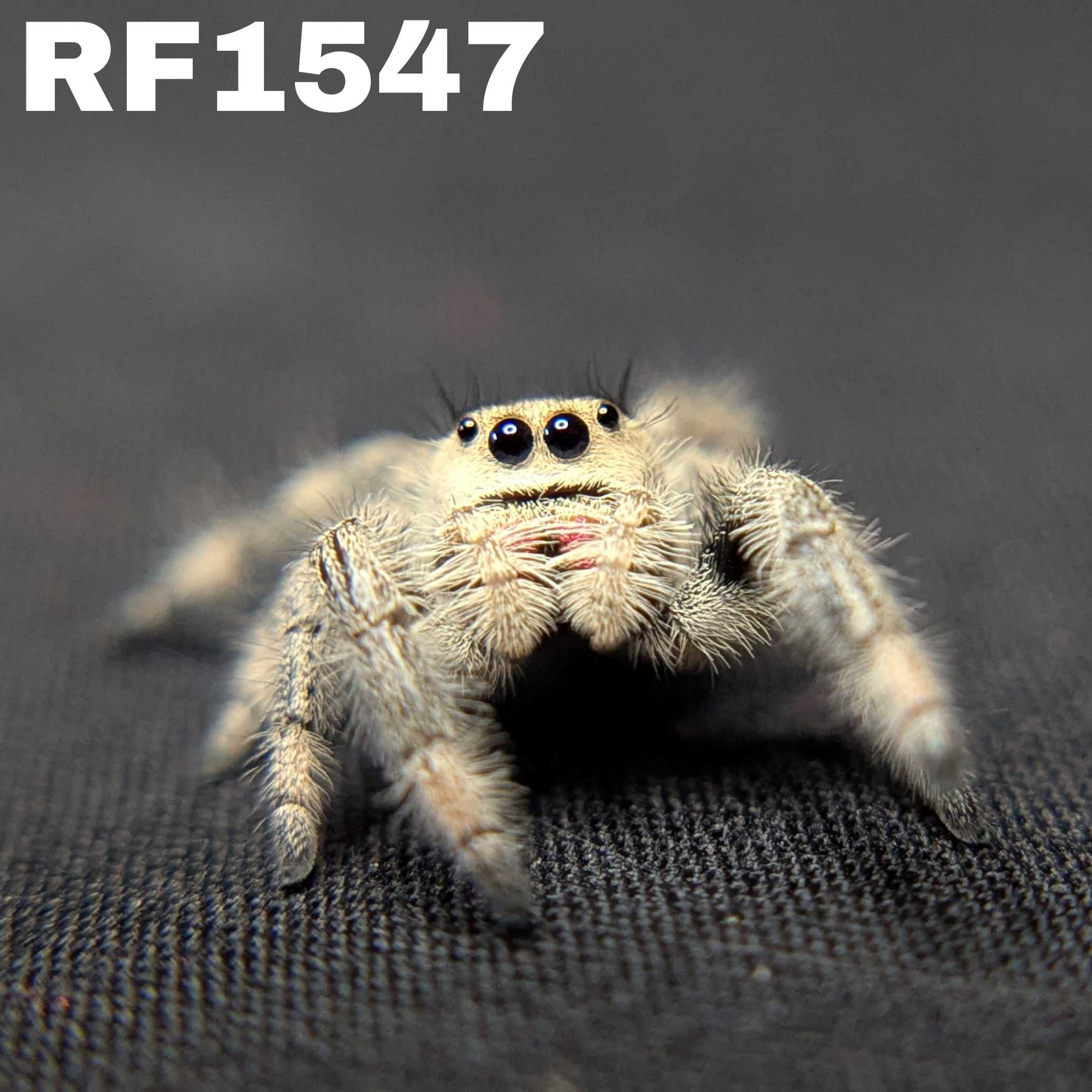 Regal Jumping Spider "Marshmellow"