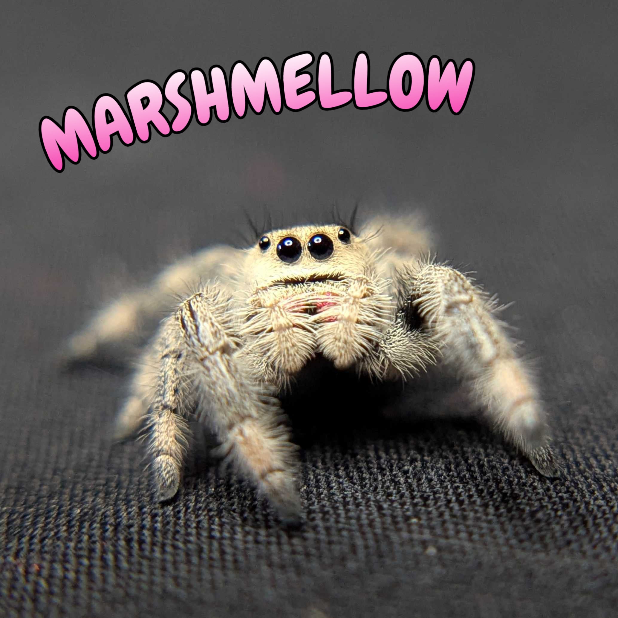 Regal Jumping Spider "Marshmellow"