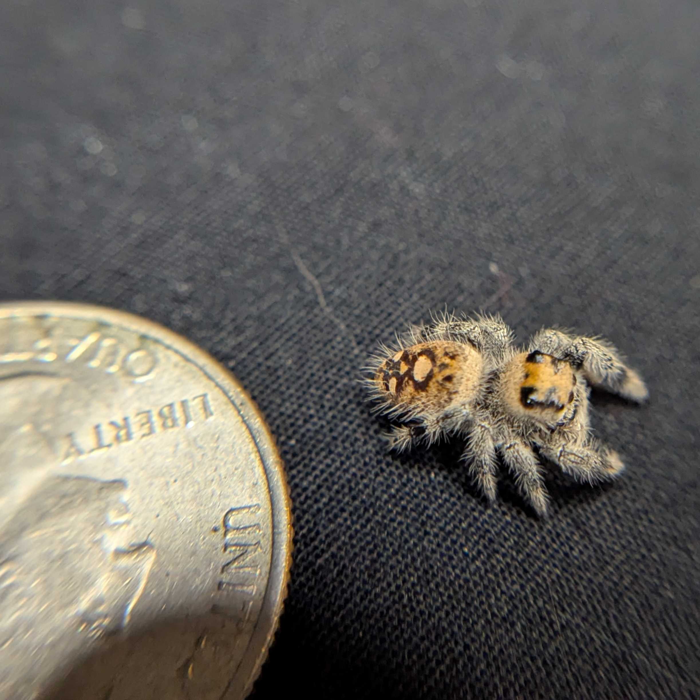 Regal Jumping Spider "Sweet"