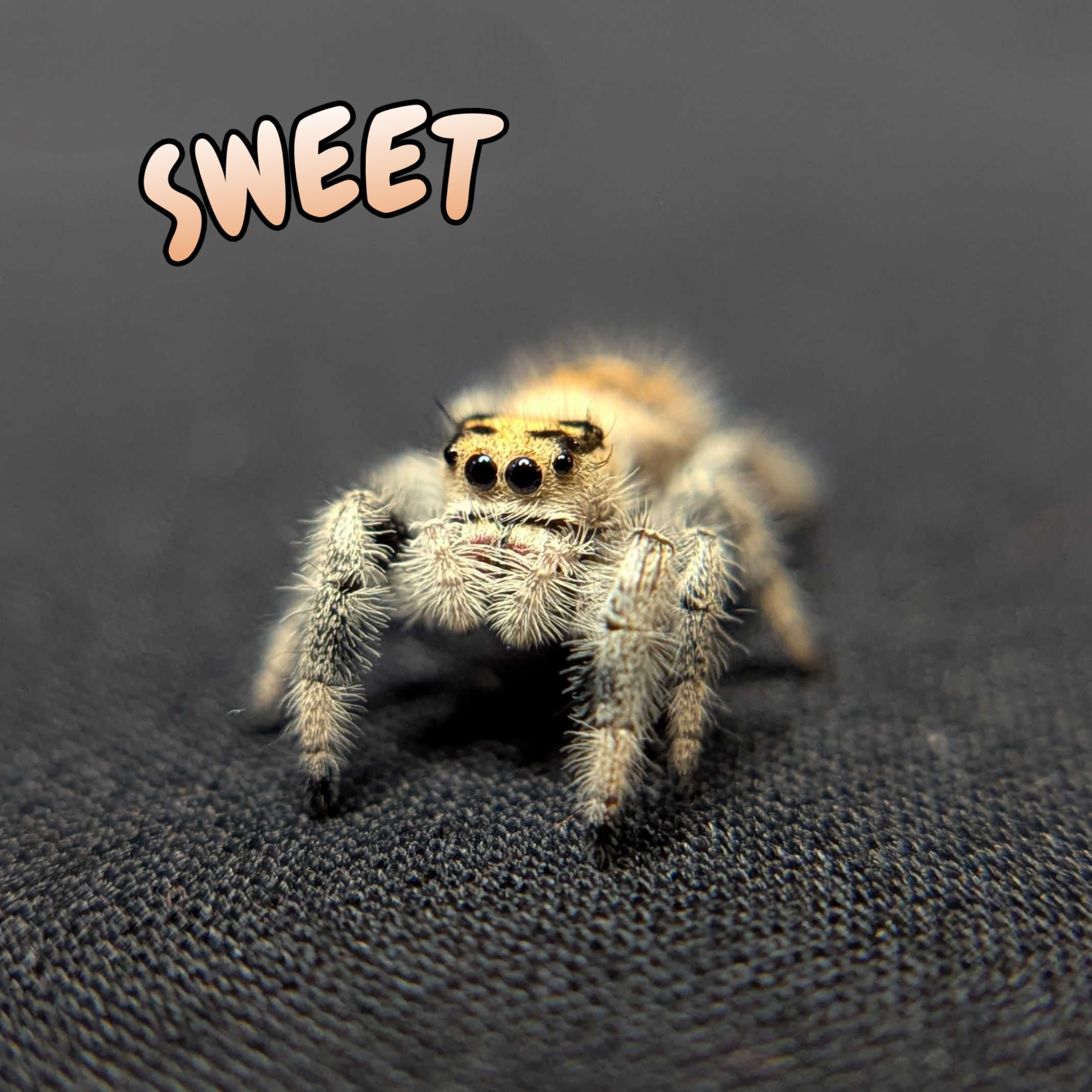 Regal Jumping Spider "Sweet"