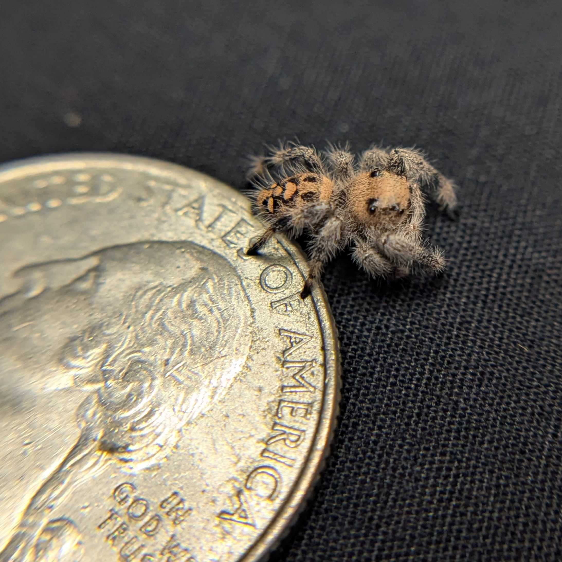 Regal Jumping Spider "Fruit"