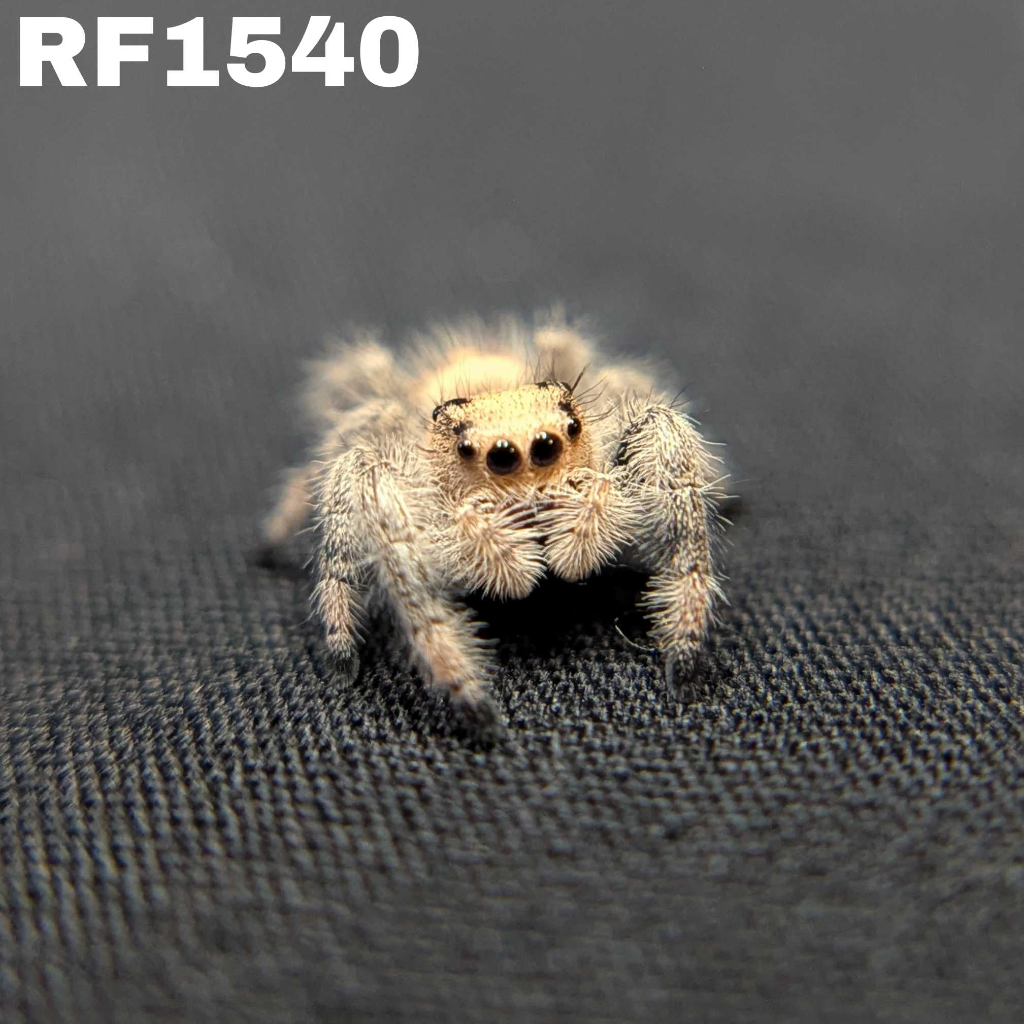 Regal Jumping Spider "Fruit"