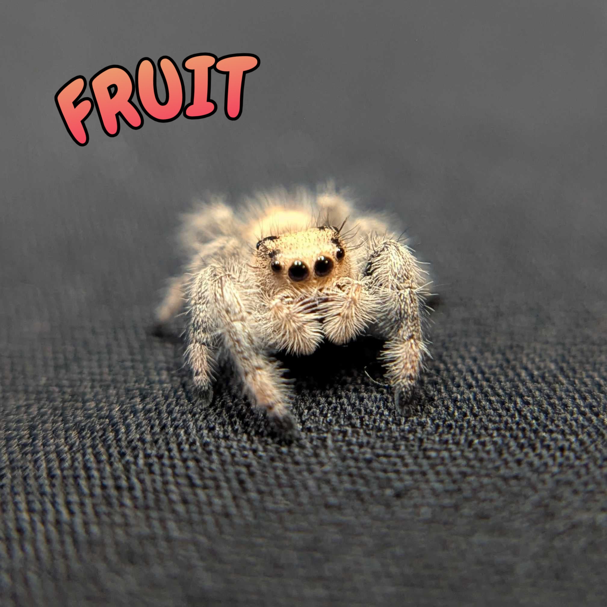 Regal Jumping Spider "Fruit"