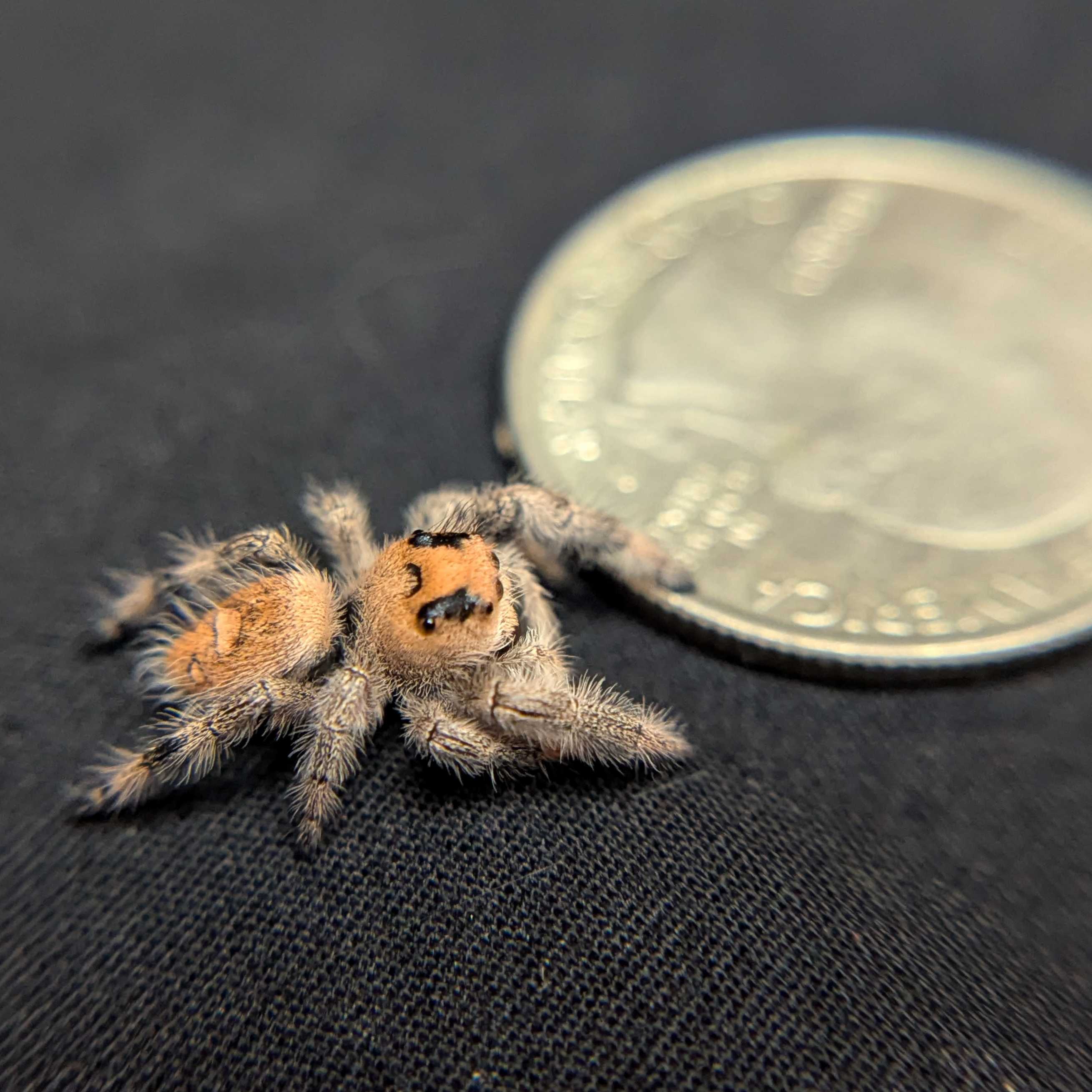 Regal Jumping Spider “Mulberry Pie”