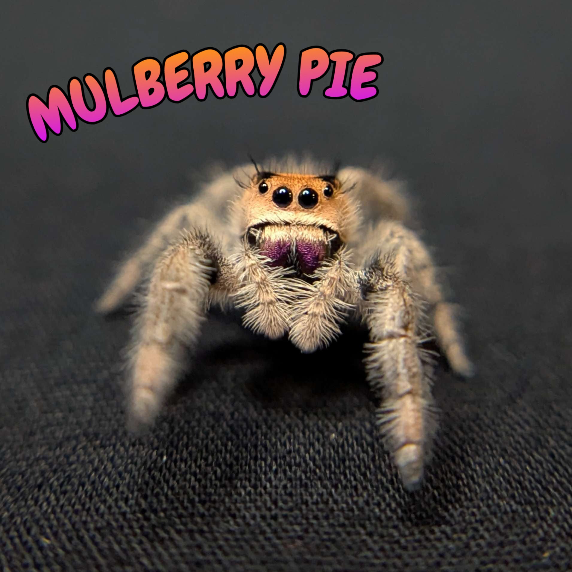 Regal Jumping Spider “Mulberry Pie”