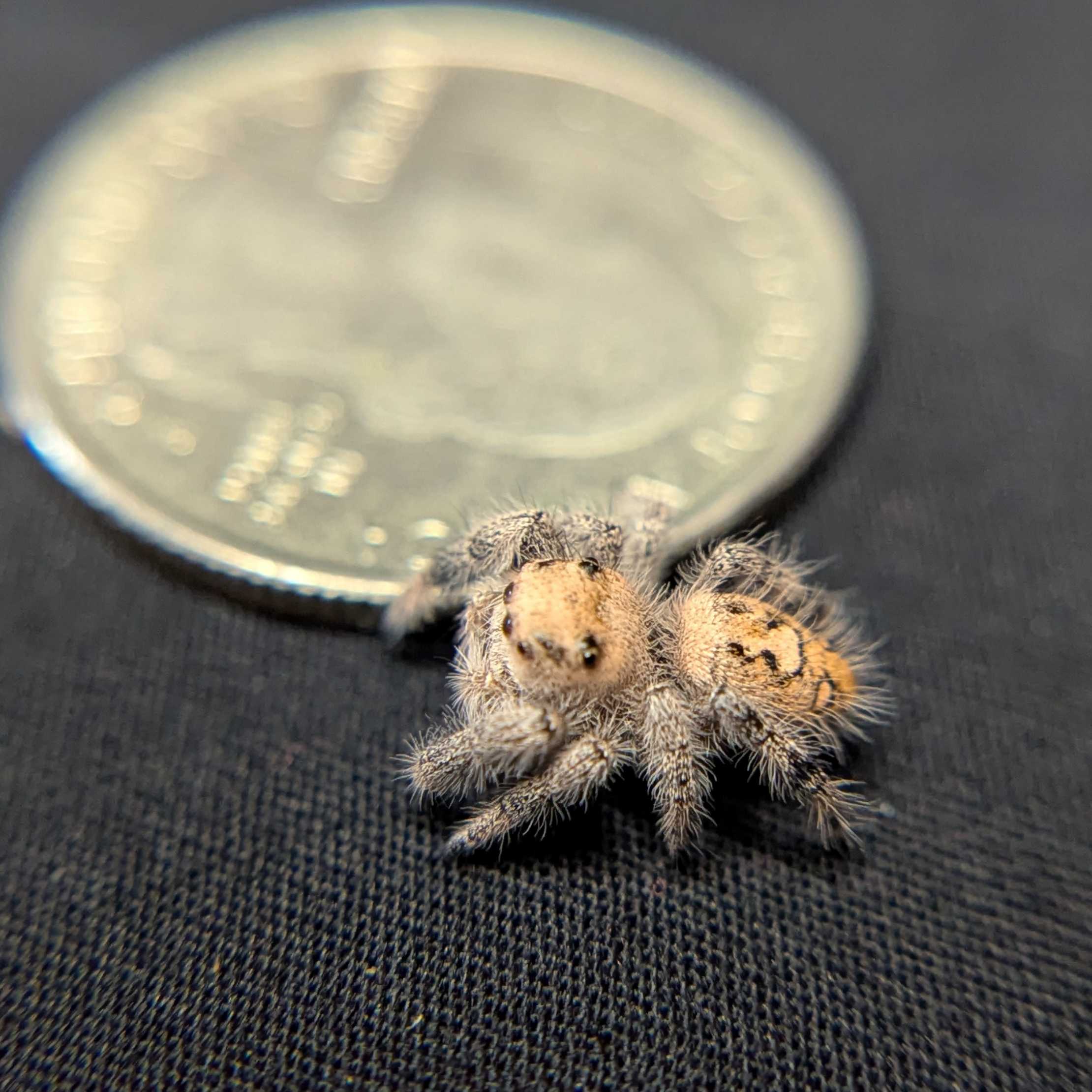 Regal Jumping Spider “Wheatly”