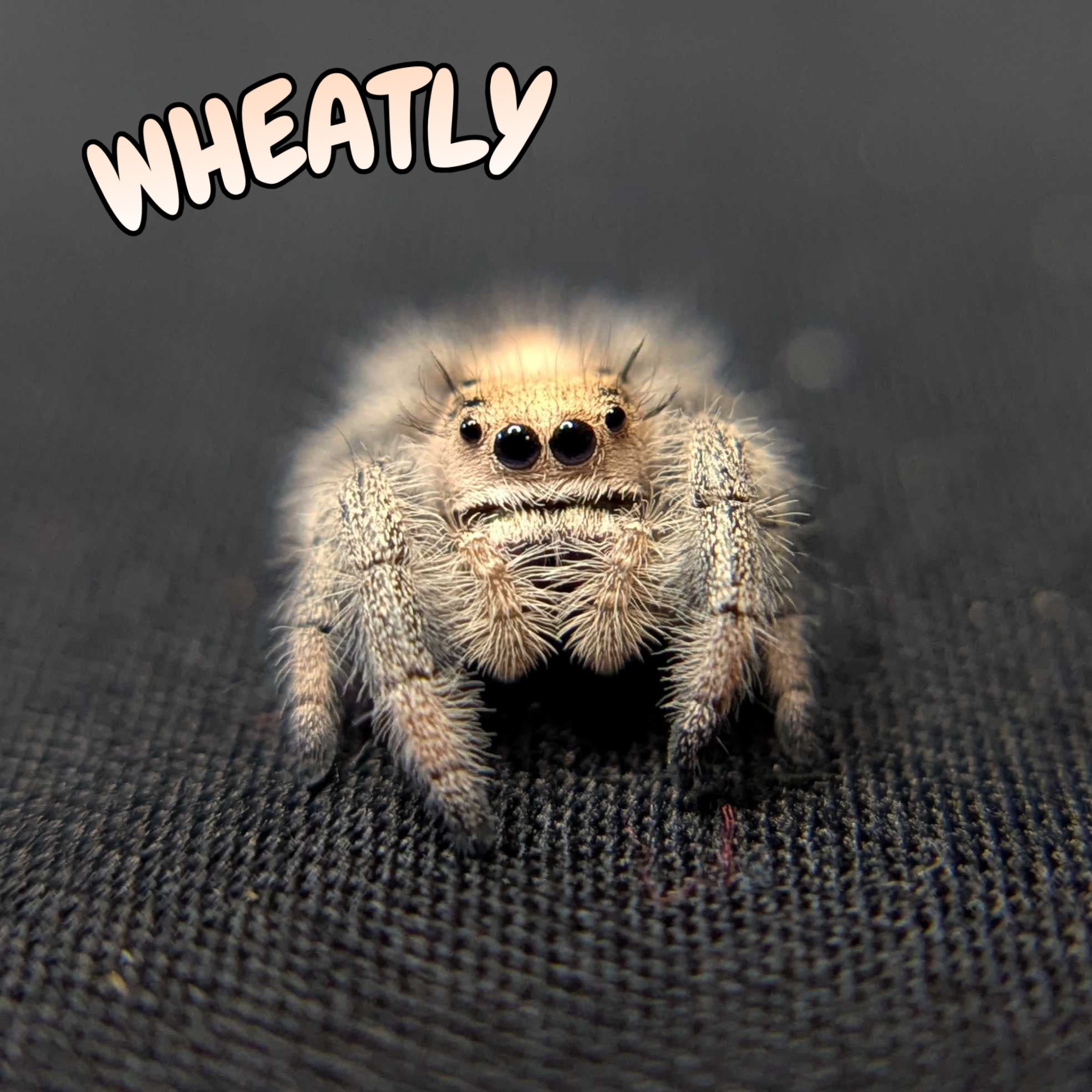 Regal Jumping Spider “Wheatly”