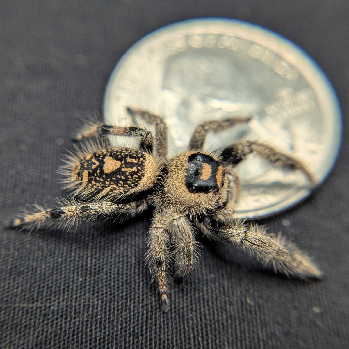 Regal Jumping Spider “Duskwillow”