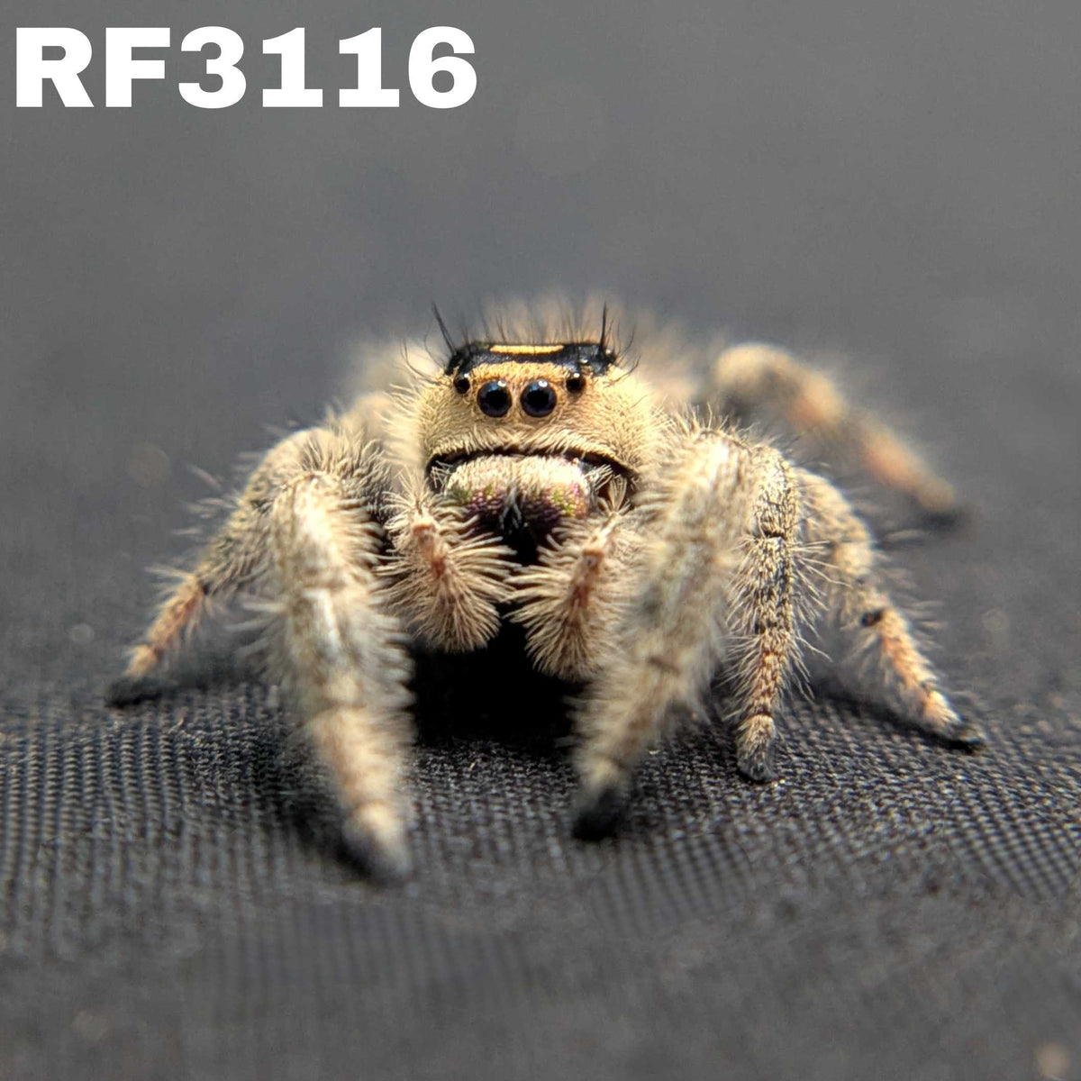 Regal Jumping Spider “Duskwillow”