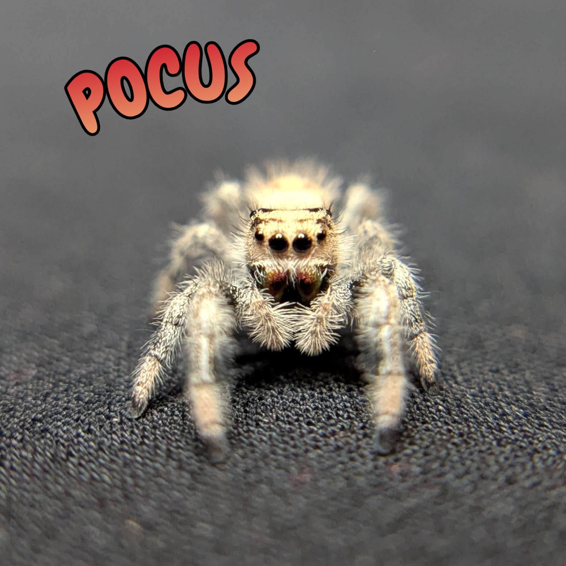 Regal Jumping Spider "Pocus"