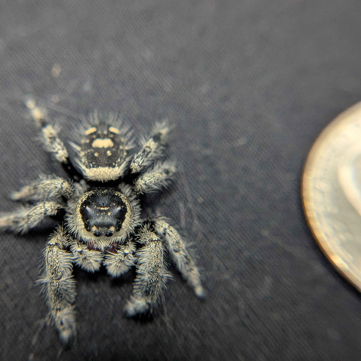 Regal Jumping Spider "Phantom"