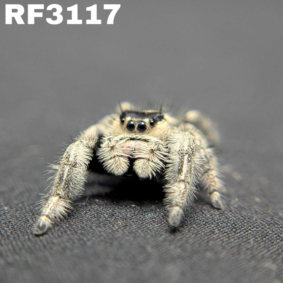 Regal Jumping Spider "Phantom"