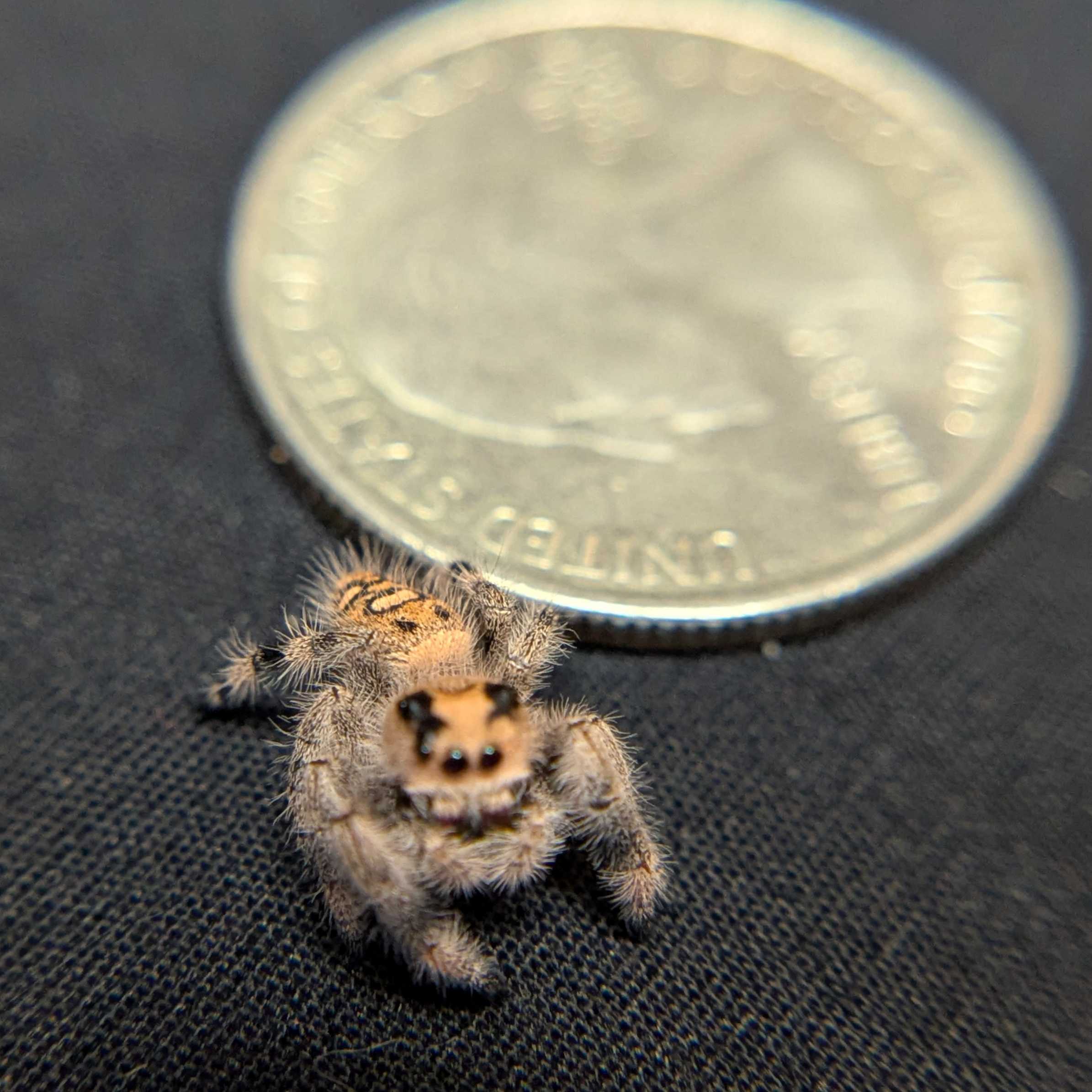 Regal Jumping Spider “Fern Spice”