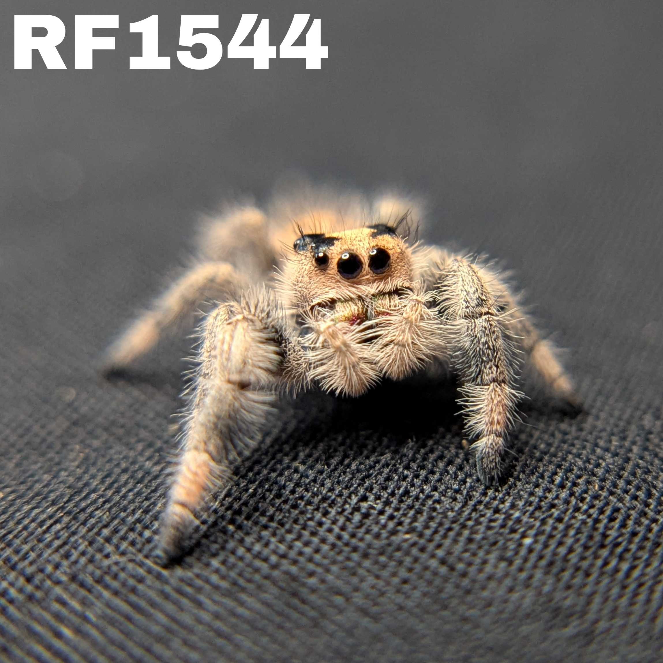 Regal Jumping Spider “Fern Spice”