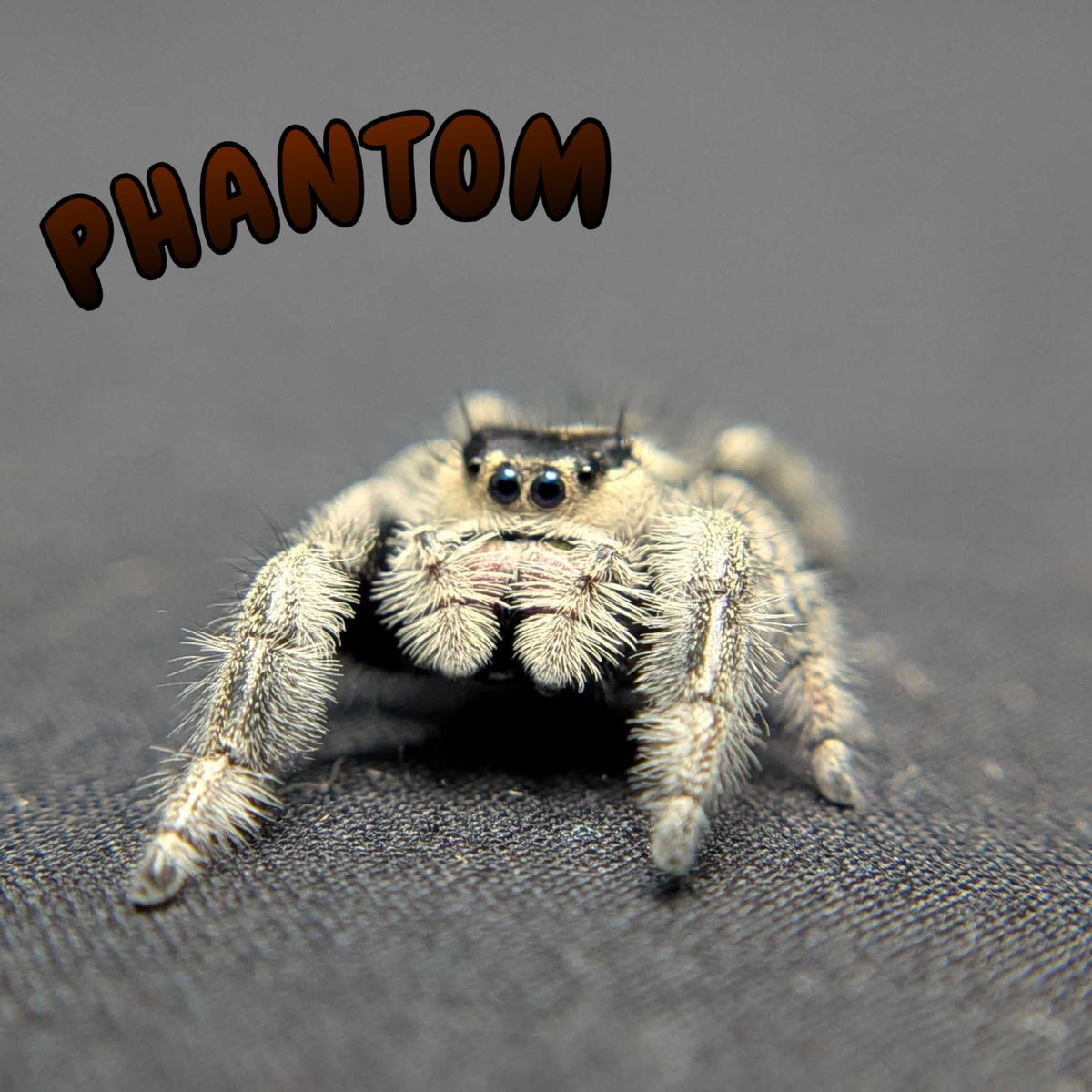 Regal Jumping Spider "Phantom"