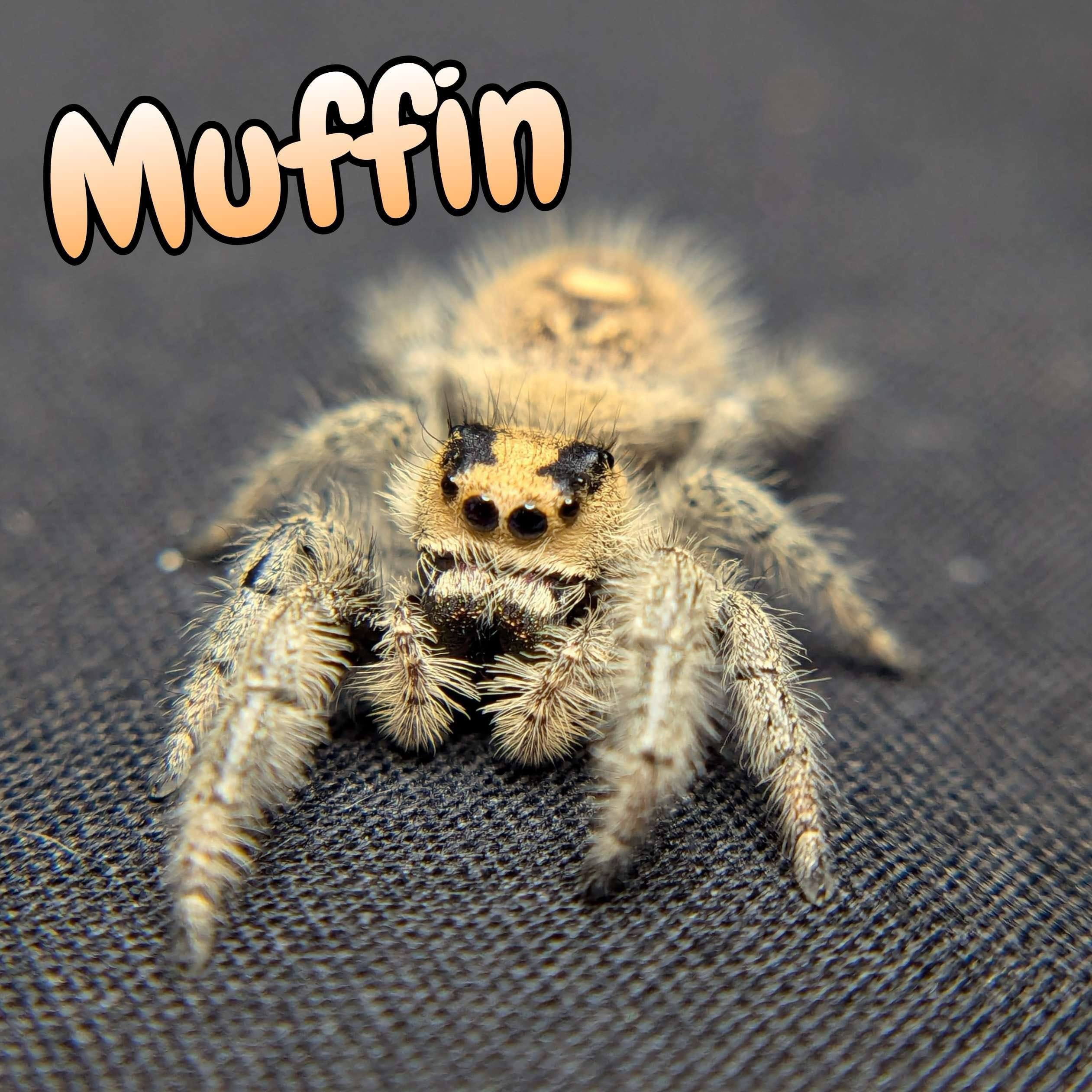 Regal Jumping Spider “Muffin” For Sale - ExoticsSource