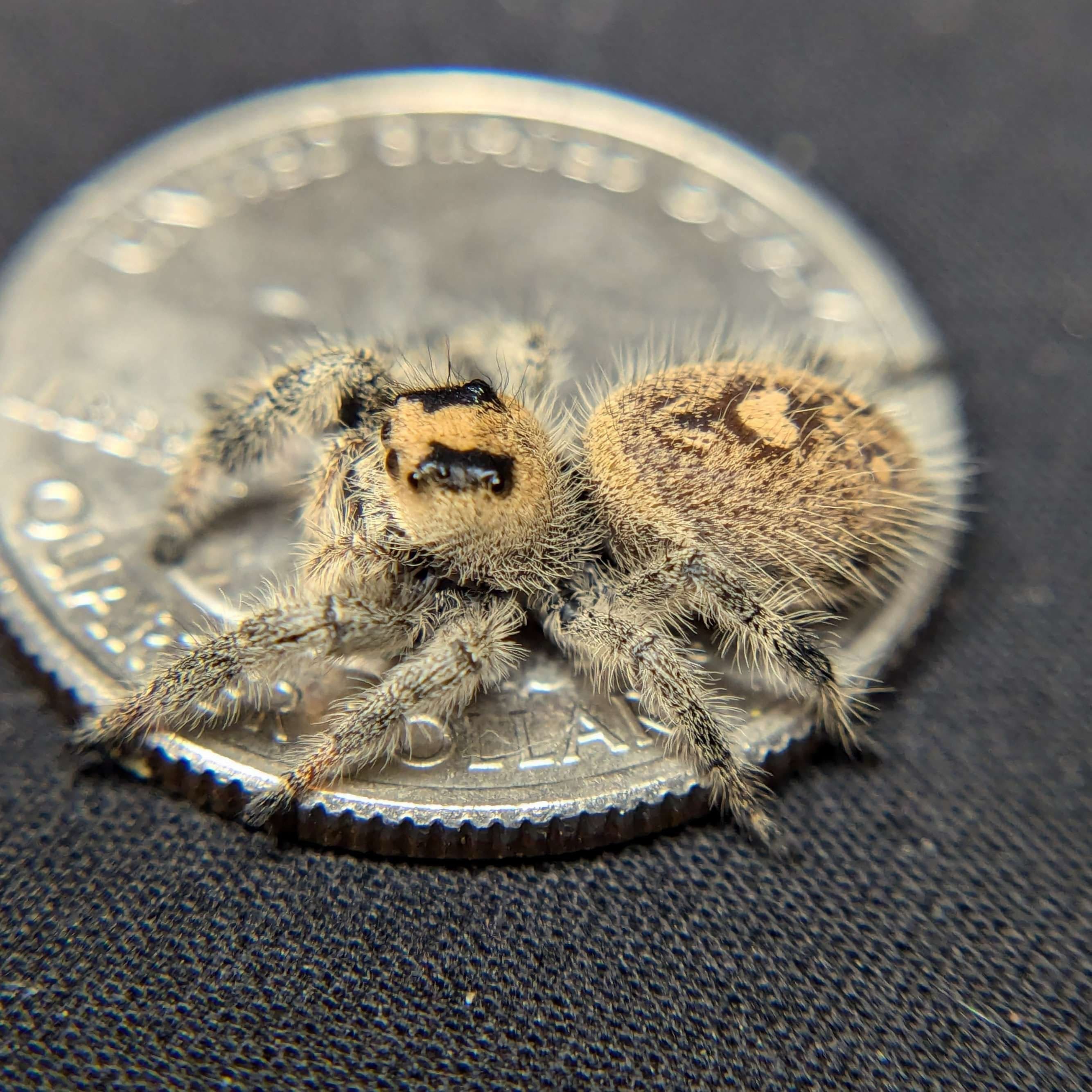 Regal Jumping Spider “Muffin” For Sale - ExoticsSource