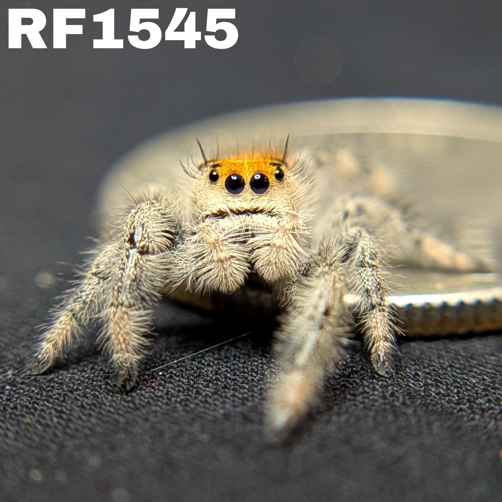 Regal Jumping Spider “Royal Yam”