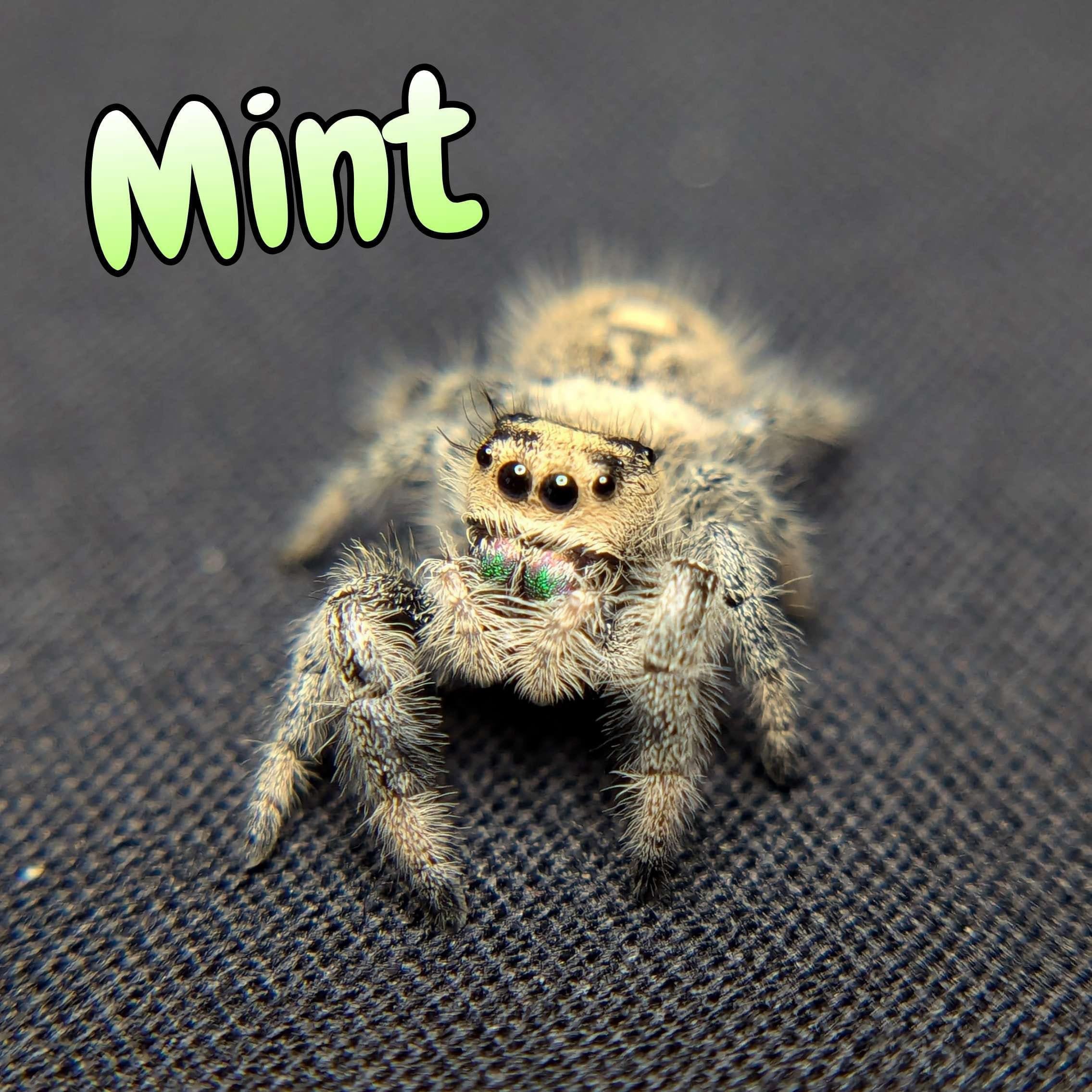 Regal Jumping Spider “Mint” For Sale - ExoticsSource 