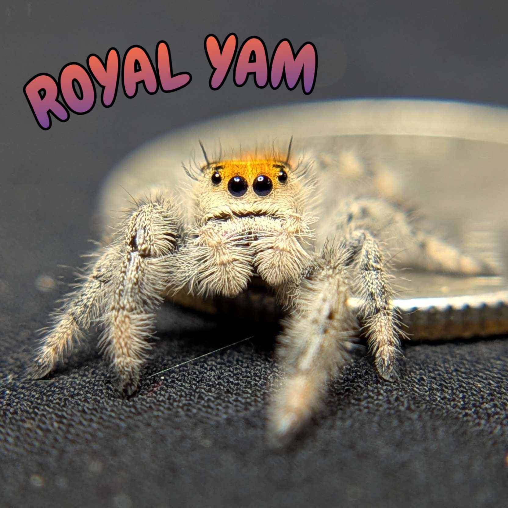 Regal Jumping Spider “Royal Yam”