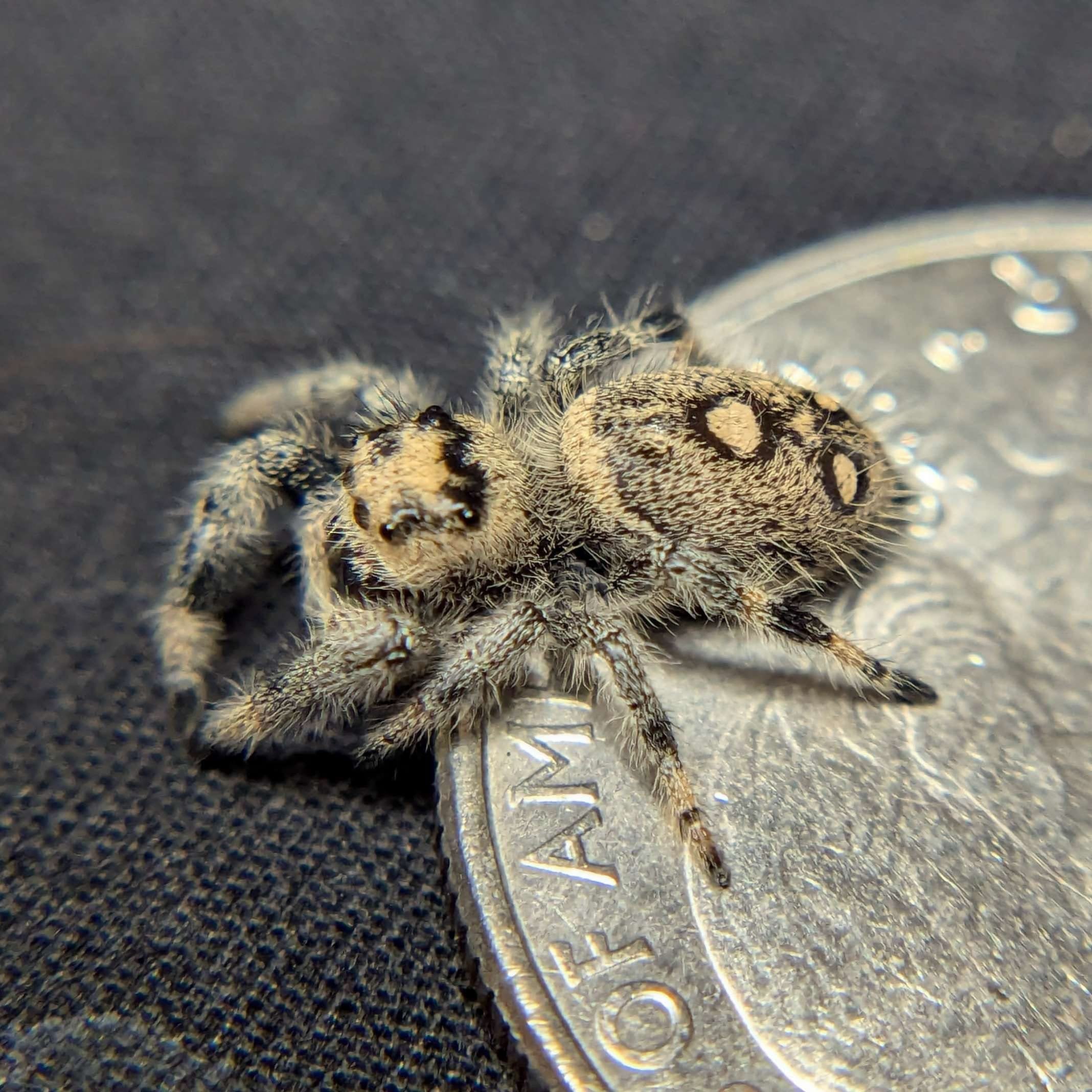 Regal Jumping Spider “Mint” For Sale - ExoticsSource 