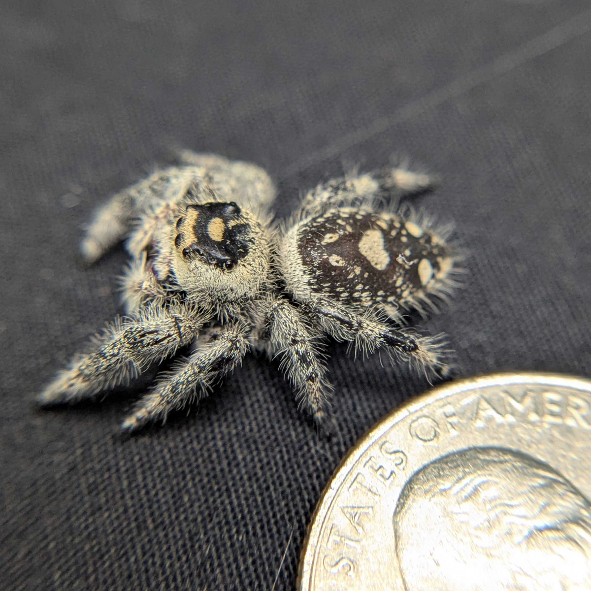 Regal Jumping Spider "Raven"