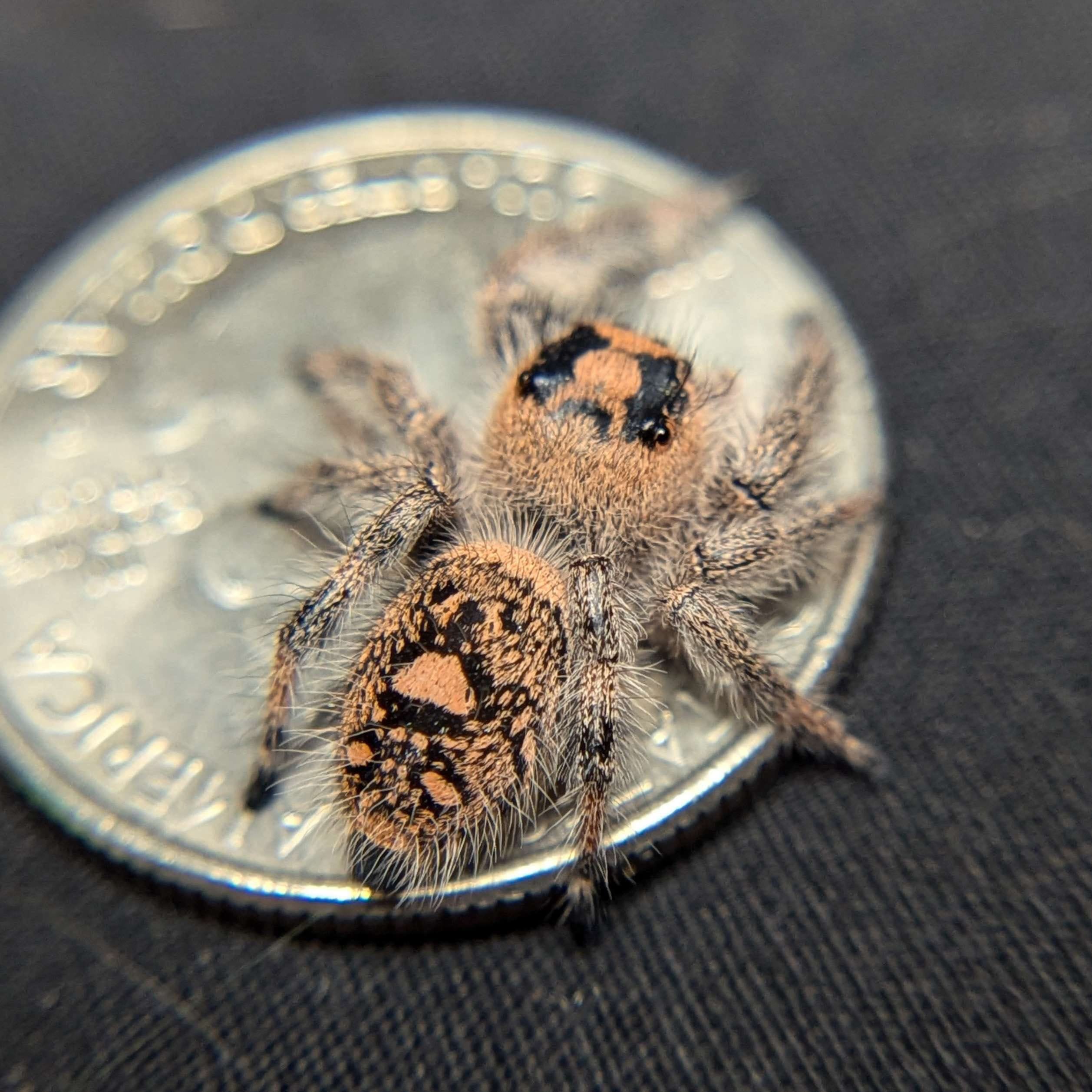 Regal Jumping Spider “Raspberry” For Sale - ExoticsSource 