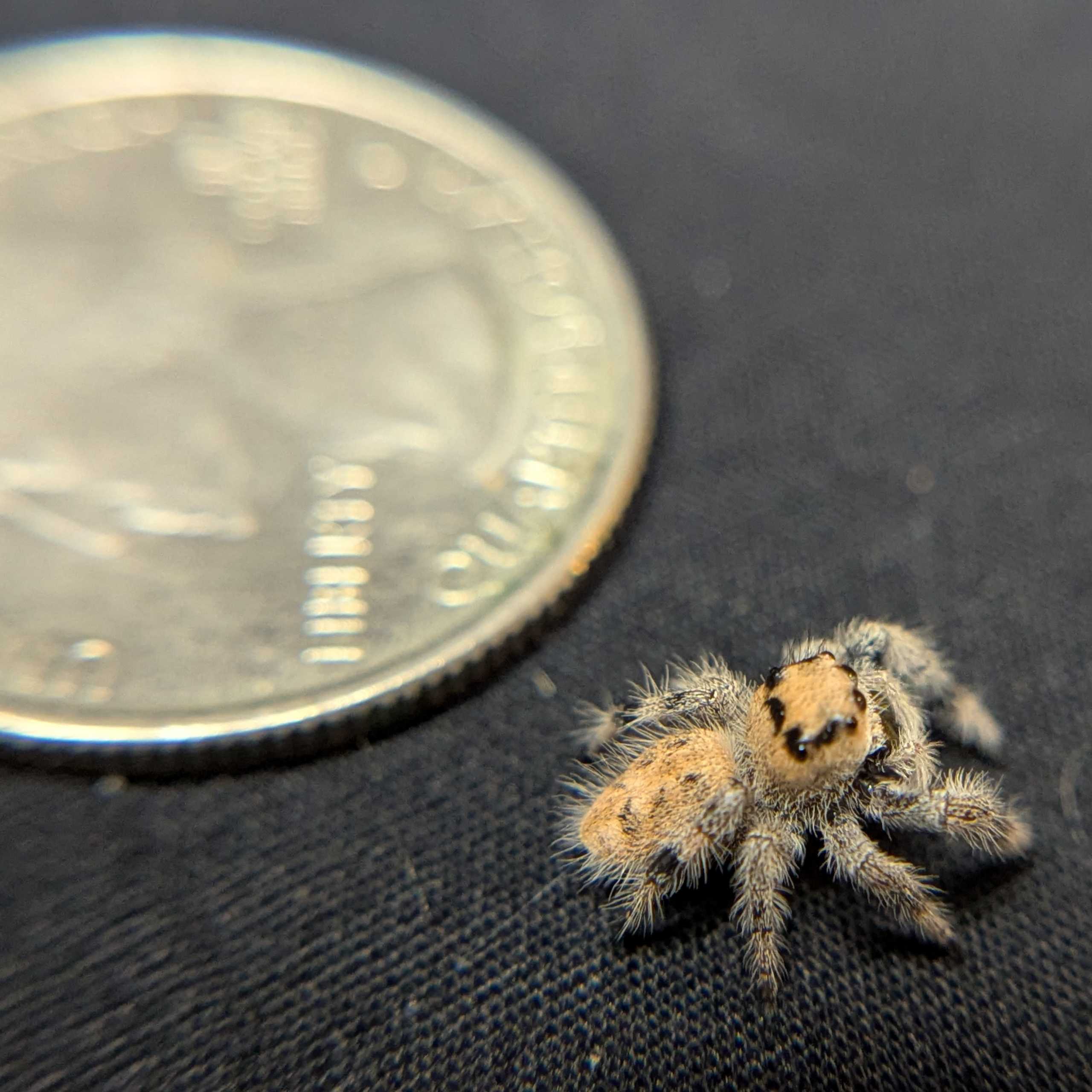 Regal Jumping Spider “Cider Grove”