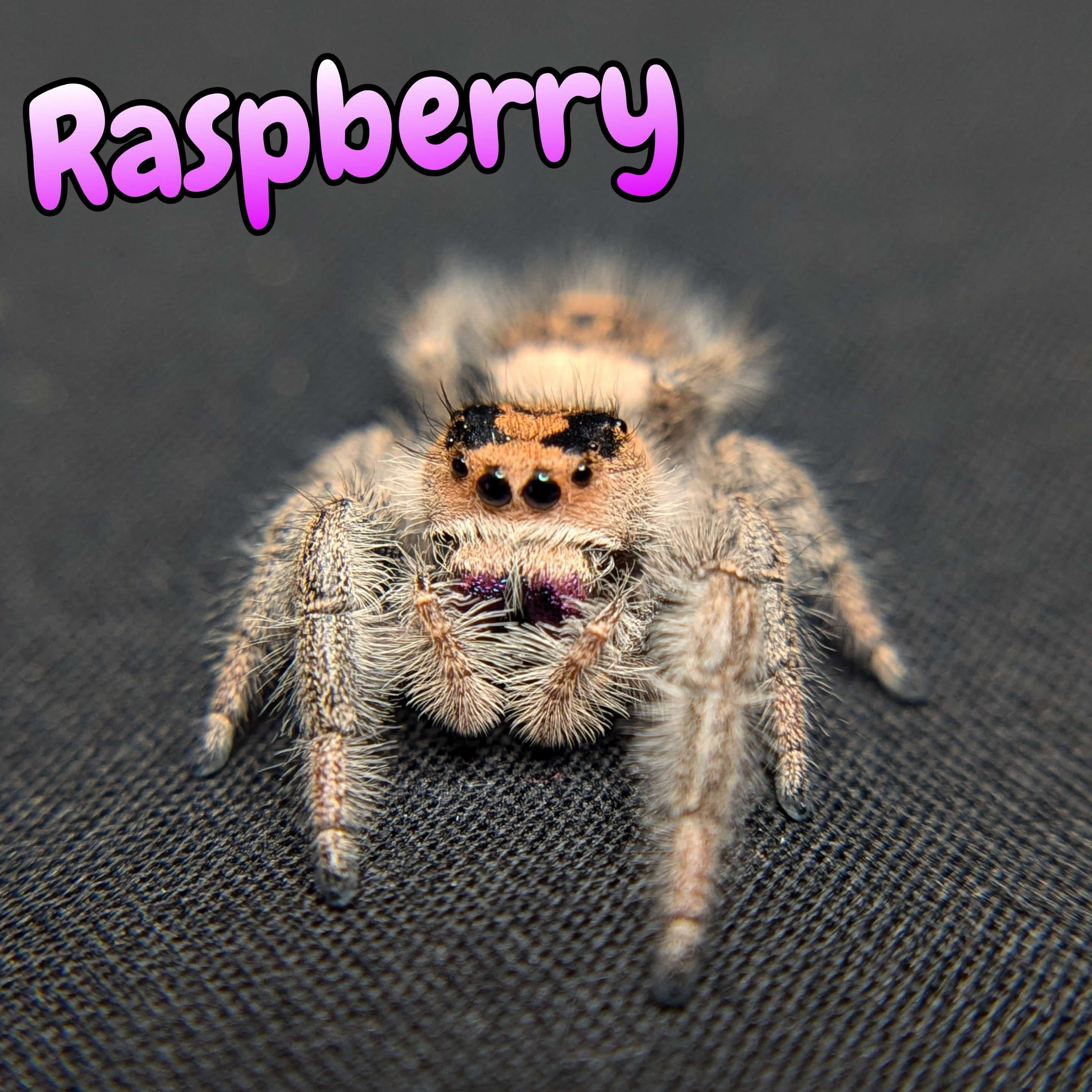 Regal Jumping Spider “Raspberry” For Sale - ExoticsSource 