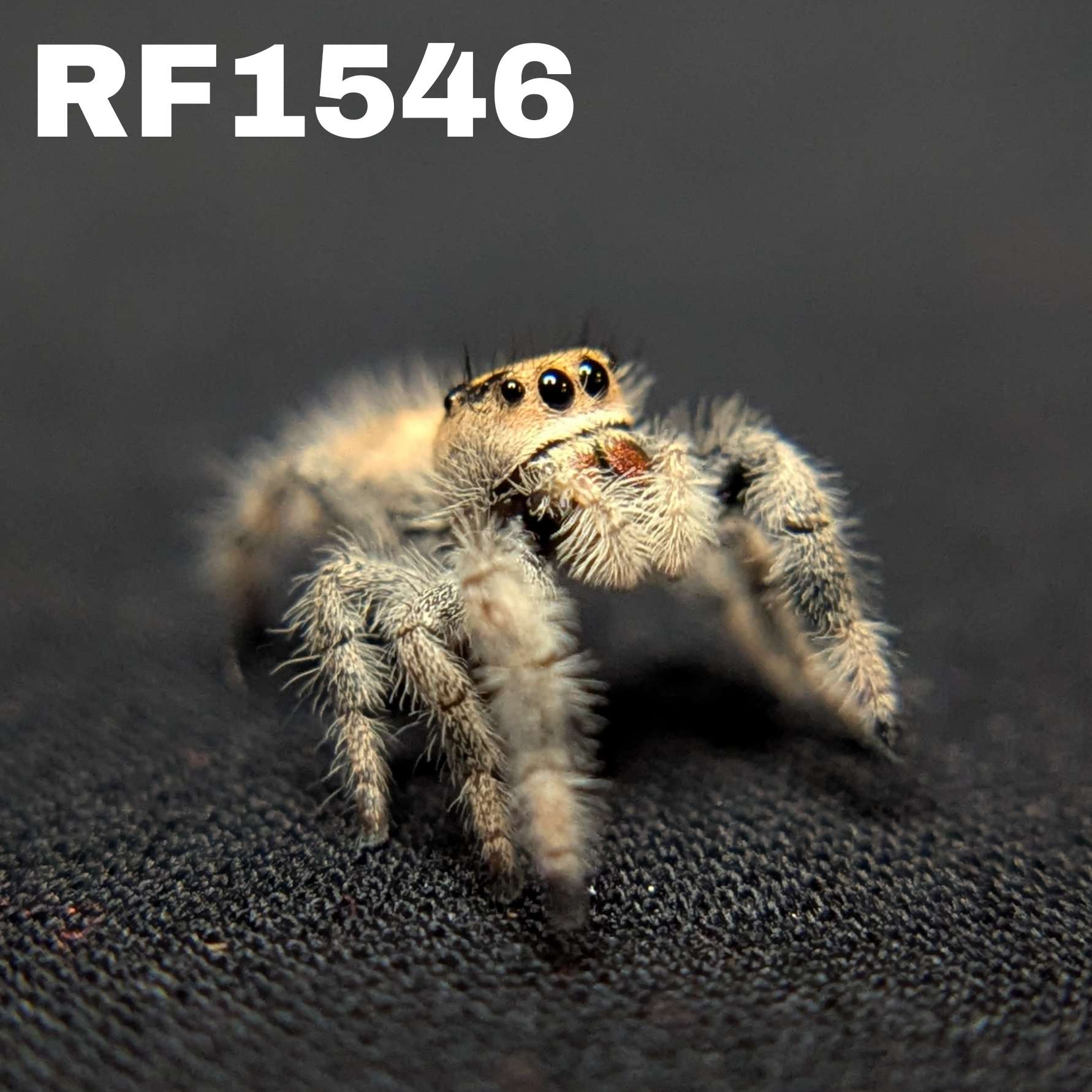 Regal Jumping Spider “Cider Grove”