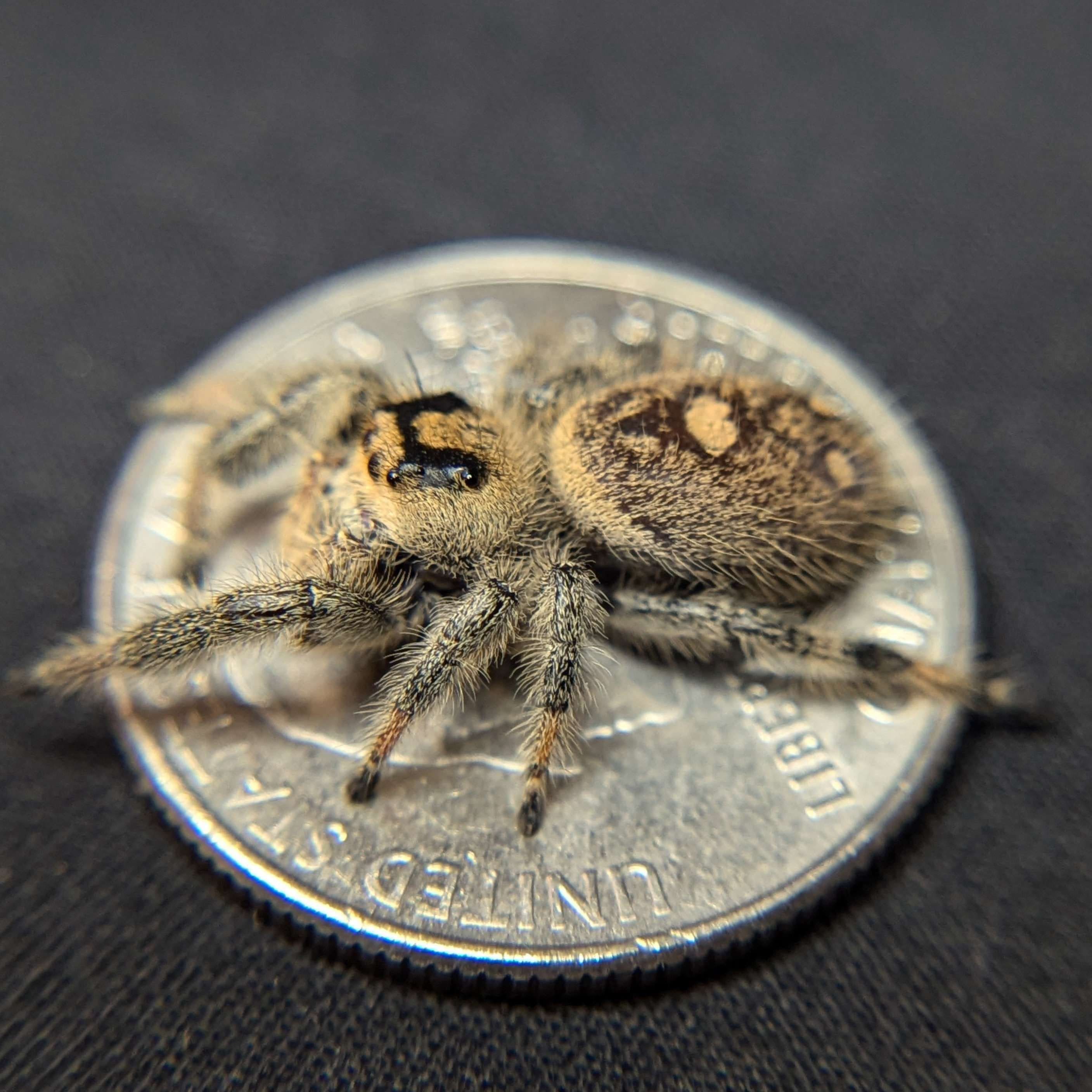 Regal Jumping Spider “Spongecake” For Sale - ExoticsSource 