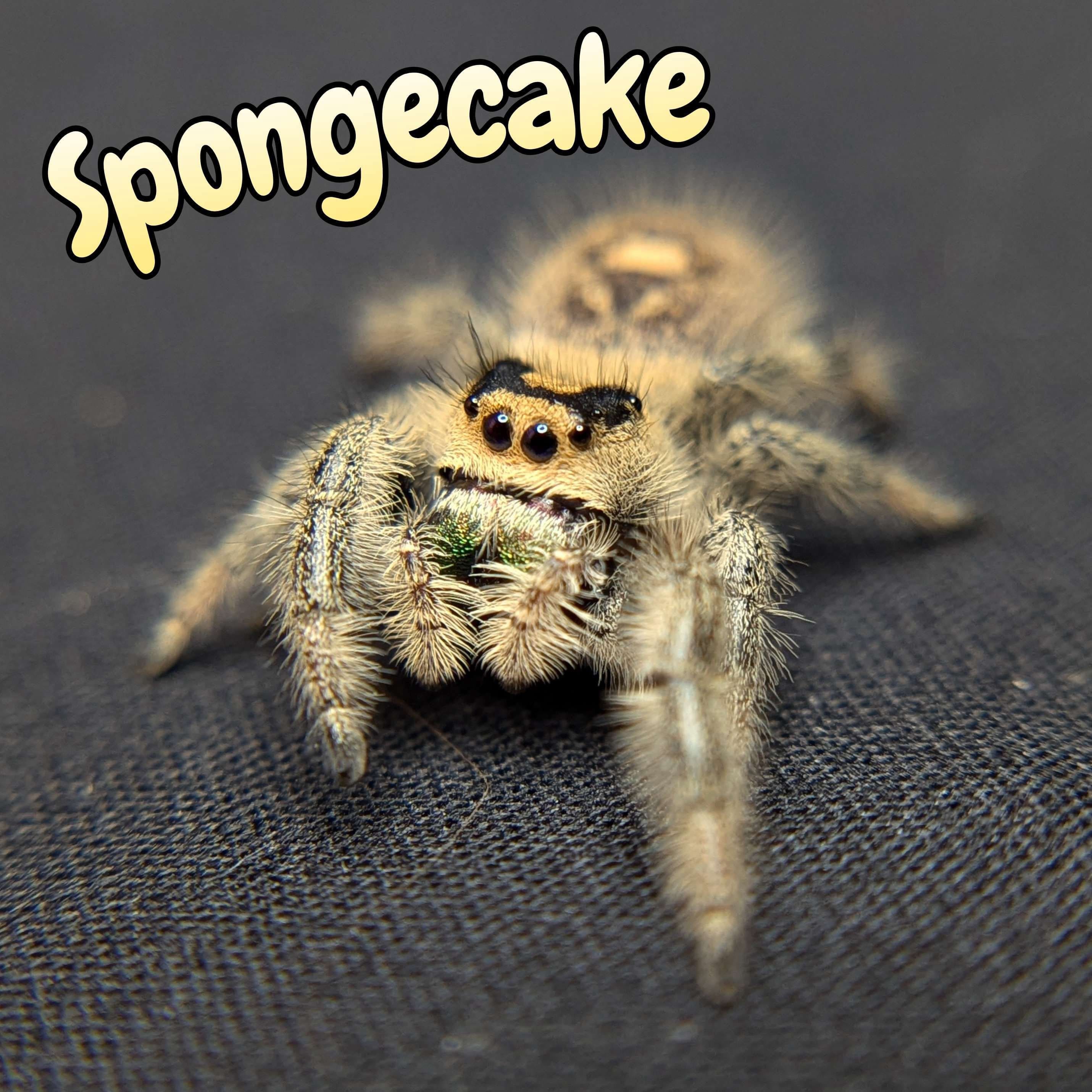 Regal Jumping Spider “Spongecake” For Sale - ExoticsSource 