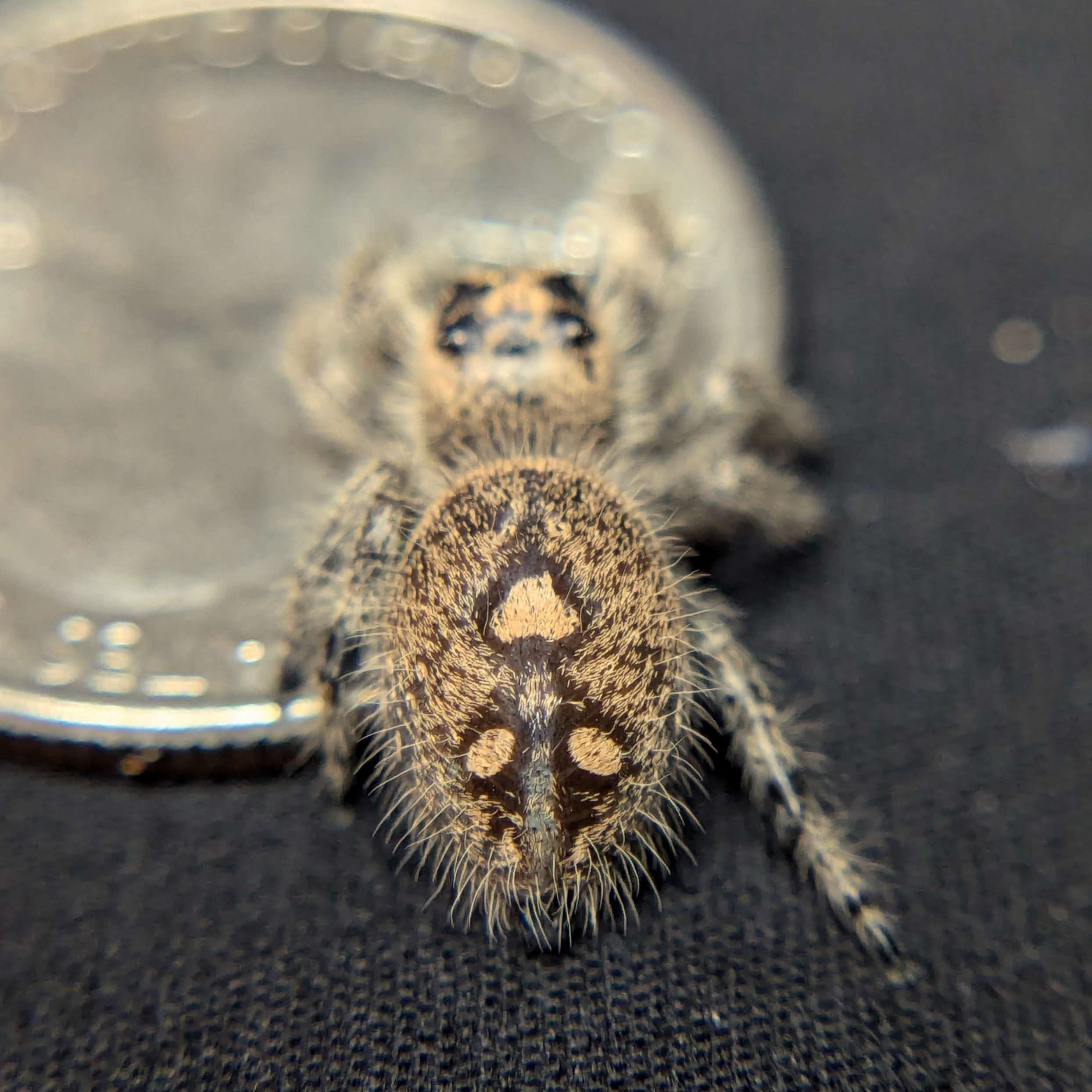 Regal Jumping Spider “Charm” For Sale - ExoticsSource 