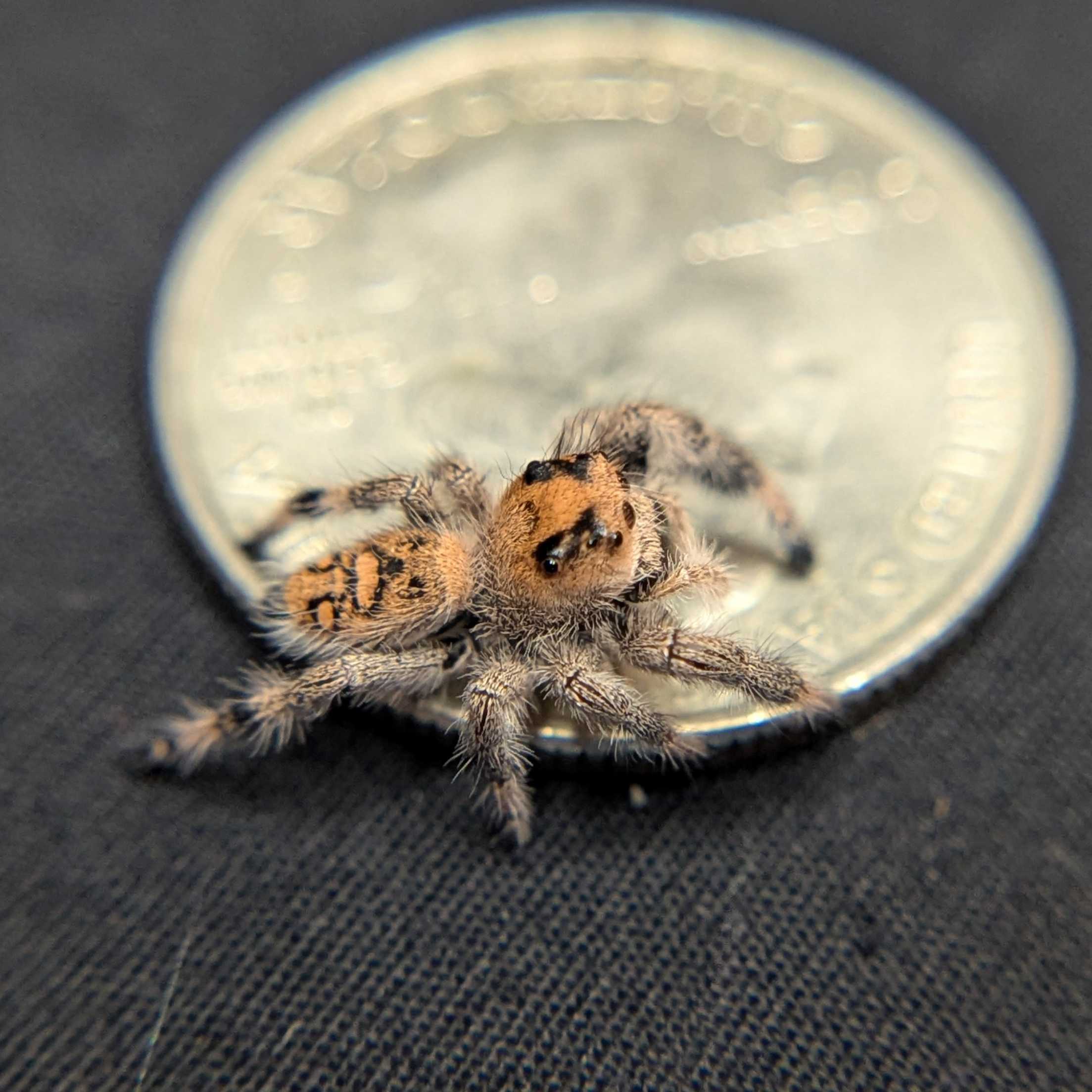 Regal Jumping Spider "Hocus"