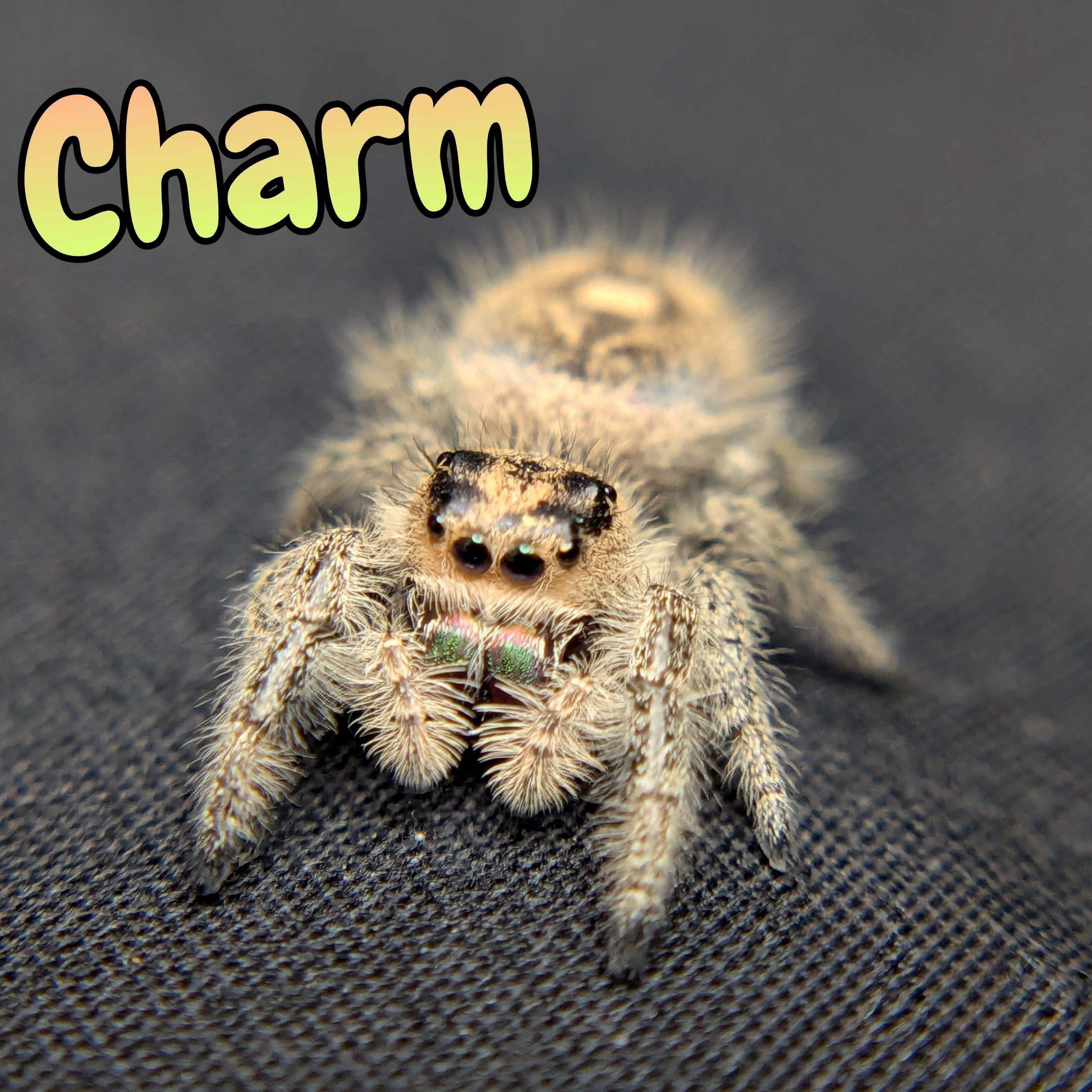 Regal Jumping Spider “Charm” For Sale - ExoticsSource 