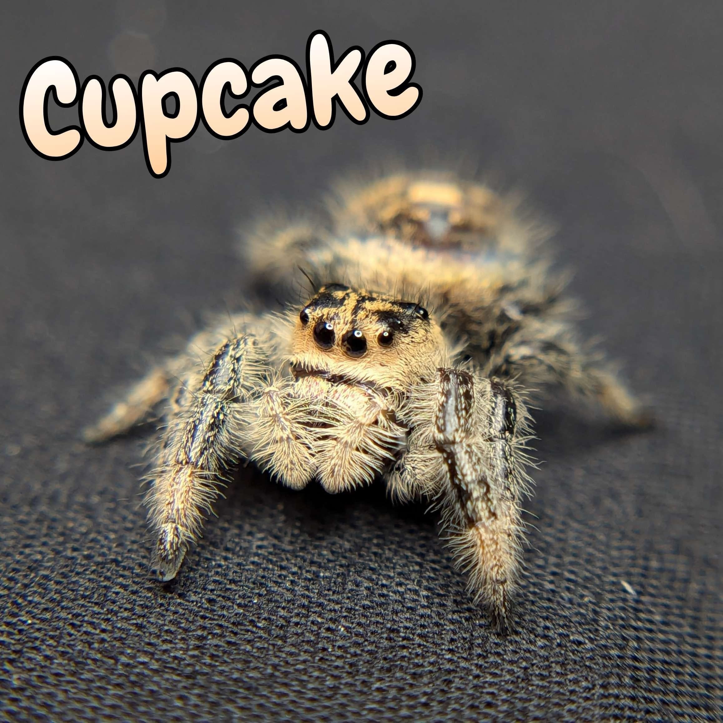 Regal Jumping Spider “Cupcake” For Sale - ExoticsSource 