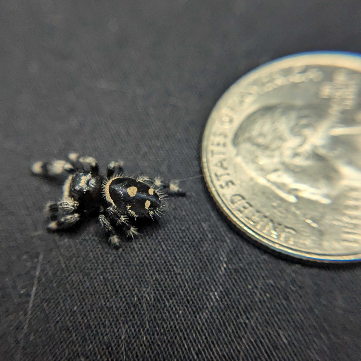 Regal Jumping Spider "Bessy"