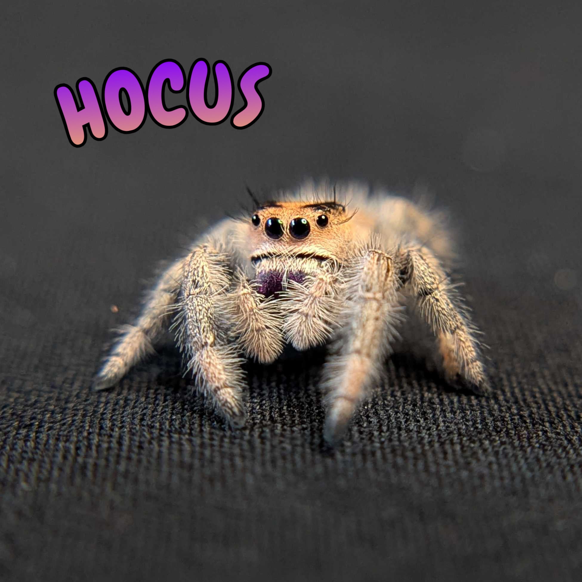 Regal Jumping Spider "Hocus"