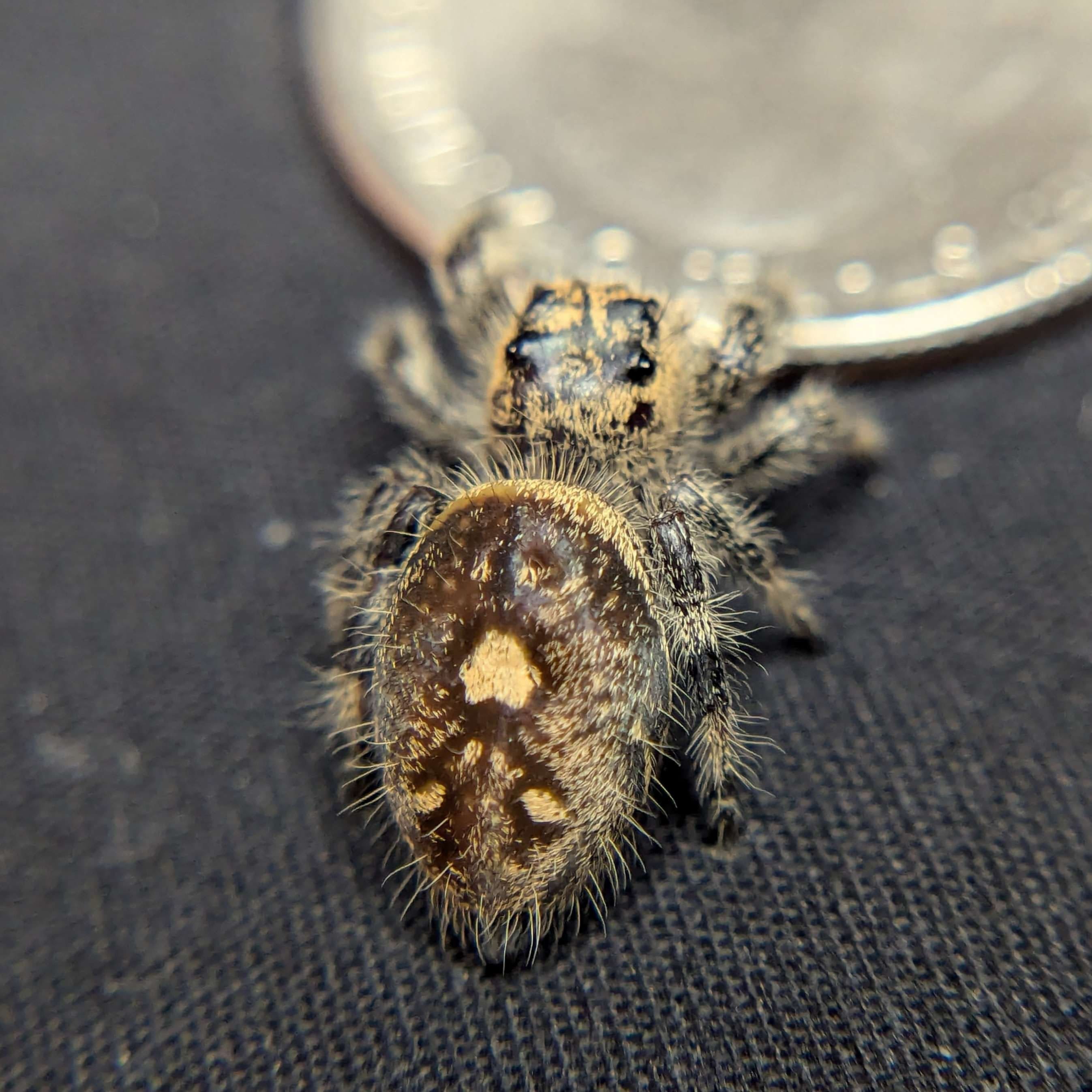 Regal Jumping Spider “Cupcake” For Sale - ExoticsSource 