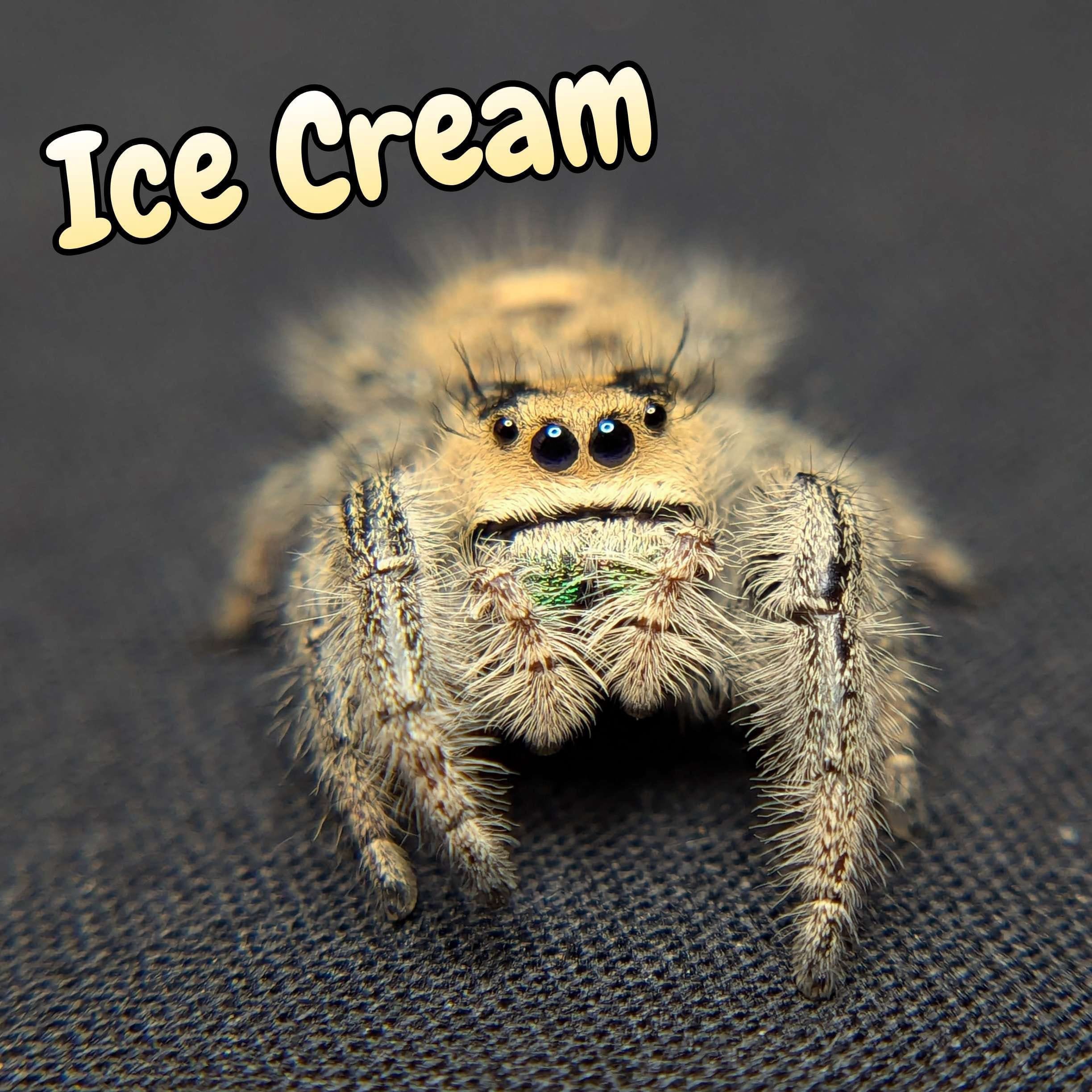 Regal Jumping Spider “Ice Cream” For Sale - ExoticsSource 