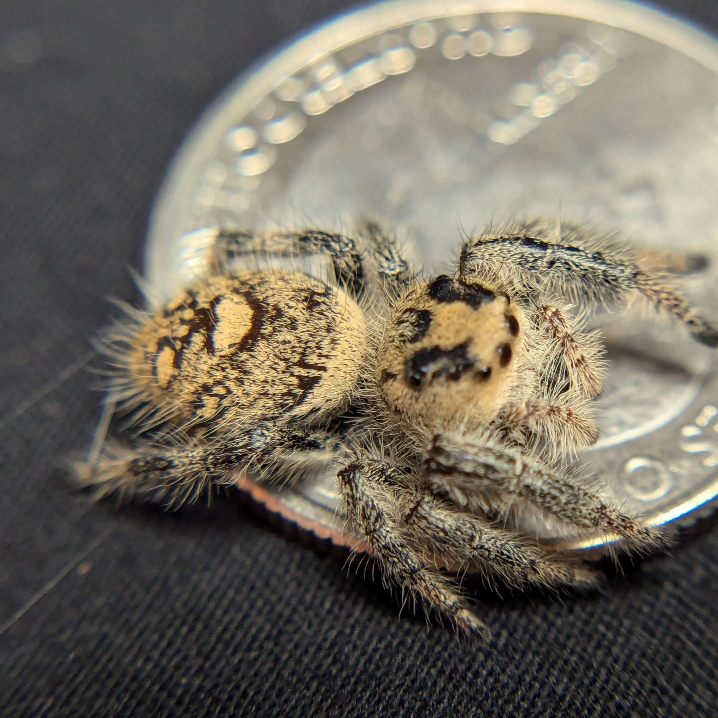 Regal Jumping Spider “Ice Cream” For Sale - ExoticsSource 