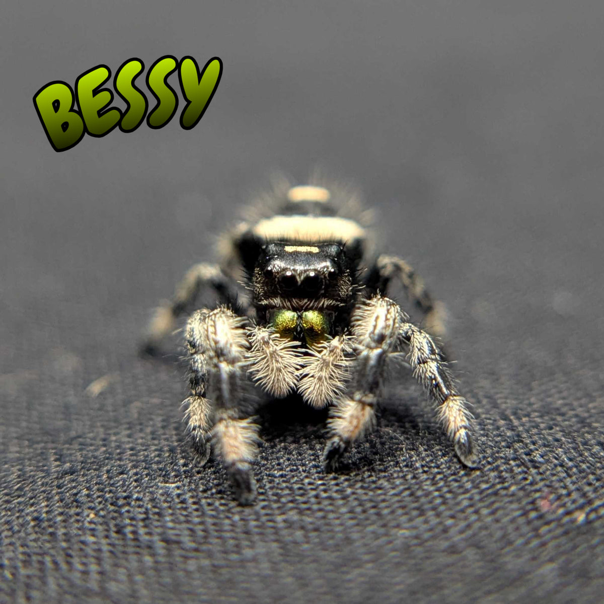 Regal Jumping Spider "Bessy"