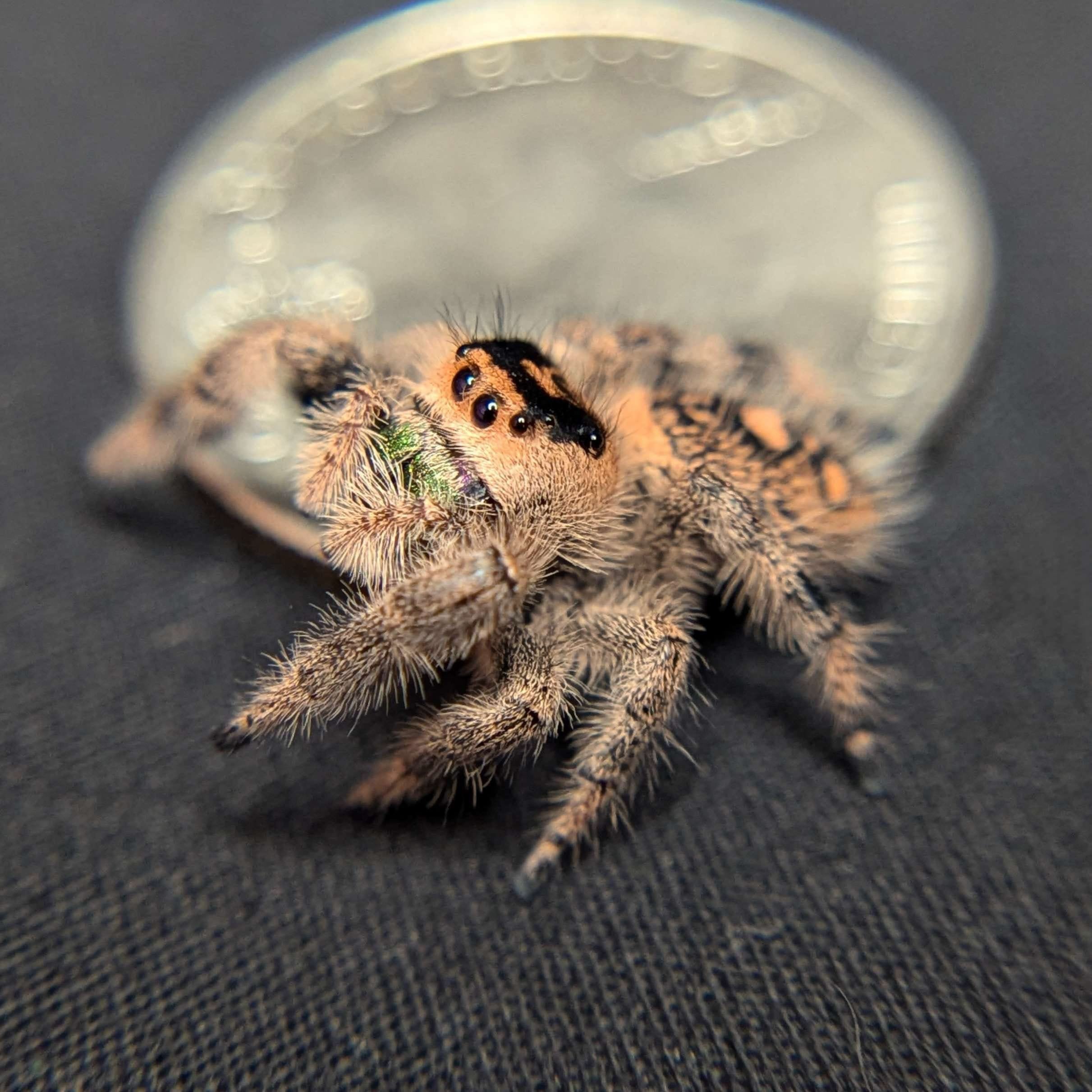 Regal Jumping Spider “Peach” For Sale - ExoticsSource 